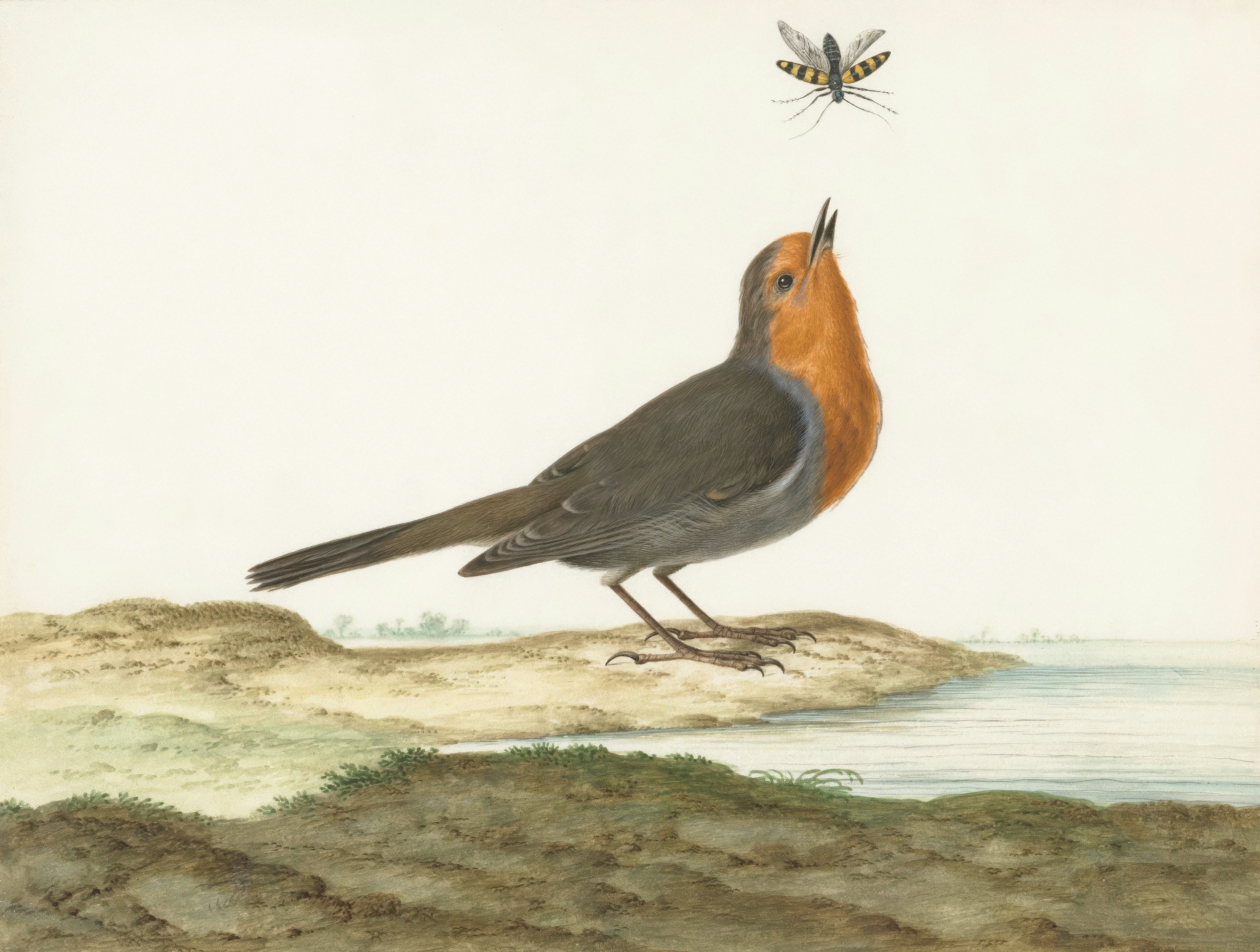 Un merle regardant une abeille