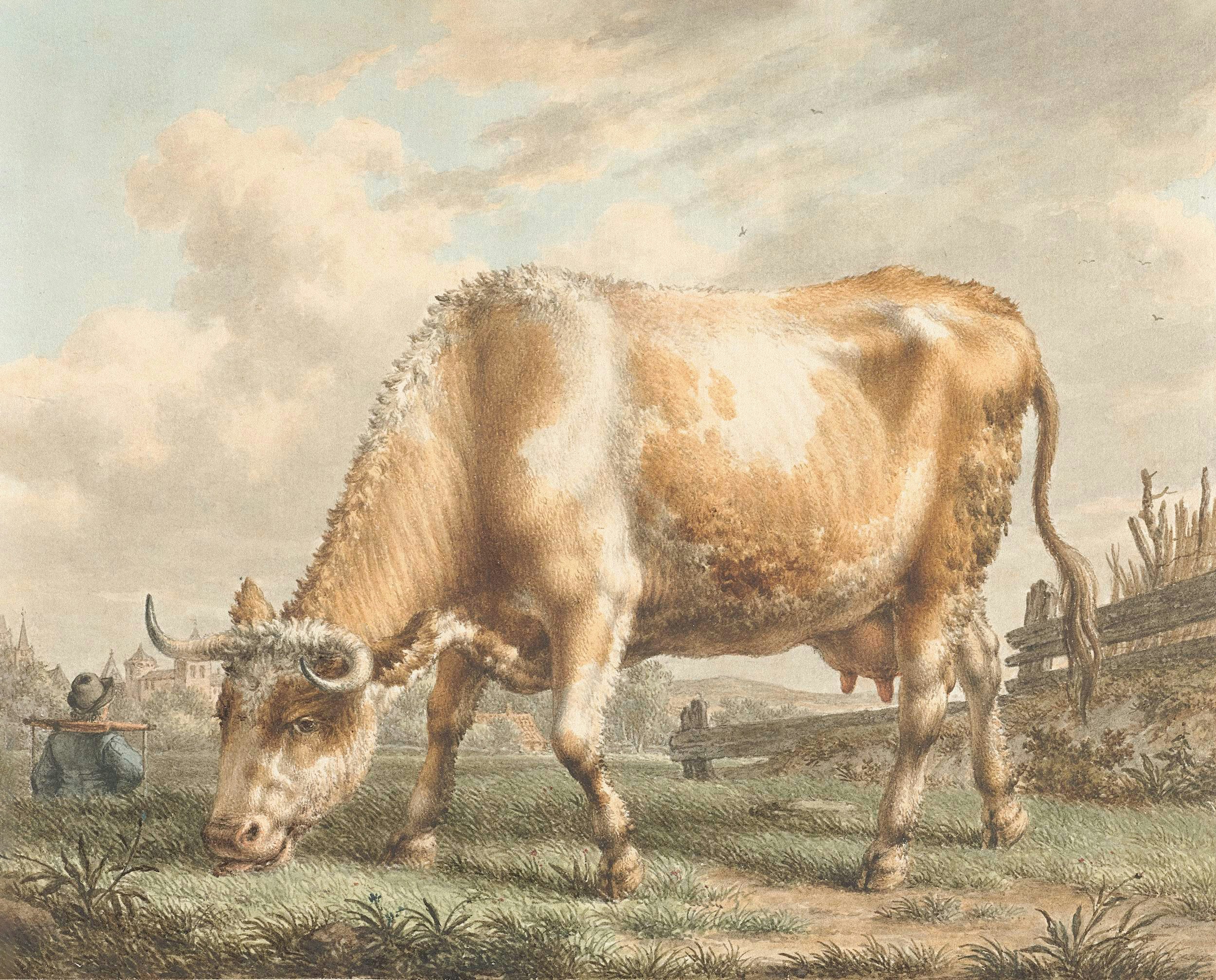 Une vache claire paître dans un champ avec des gens.