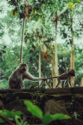 A monkey mother leads her baby
