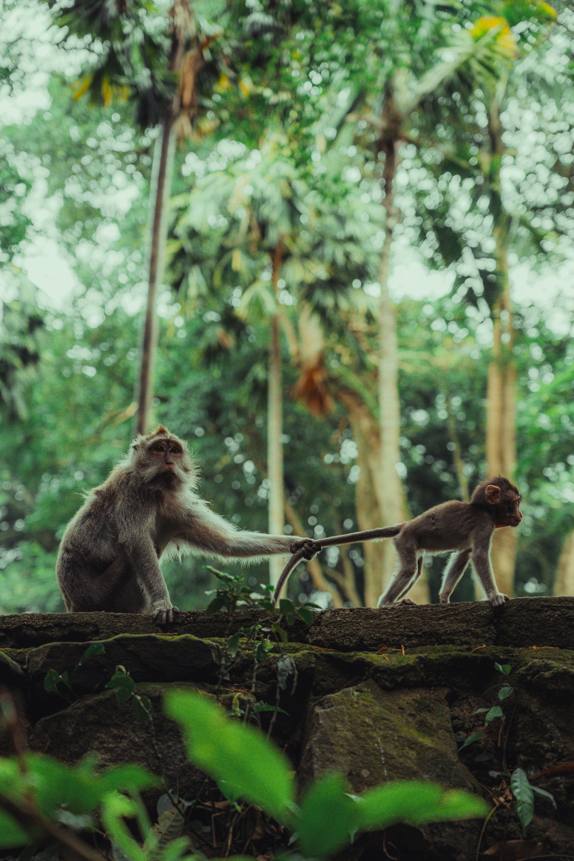A monkey mother leads her baby.