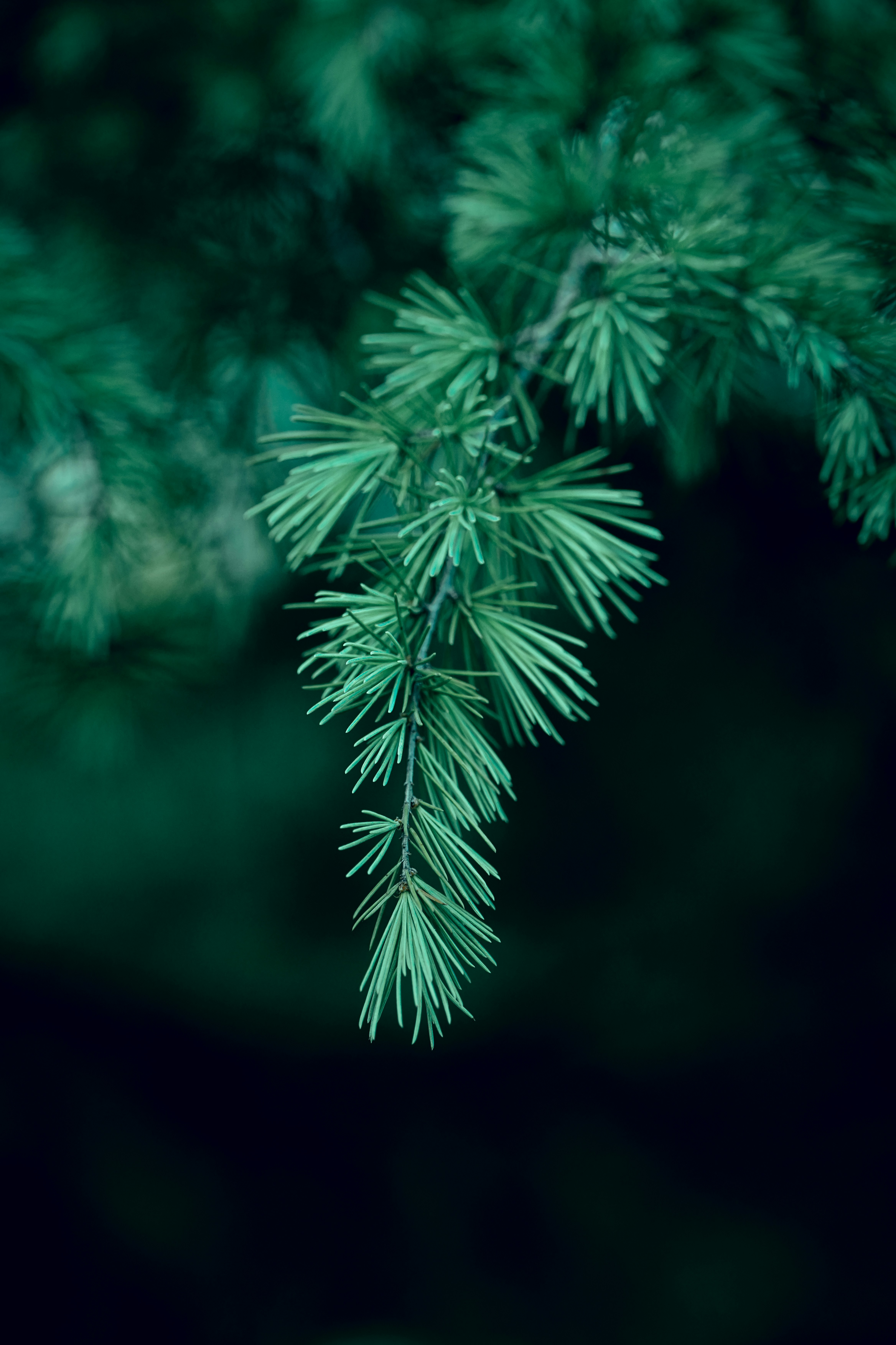 Photo by orange_uncle