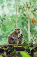 A monkey and baby monkey are sitting together.