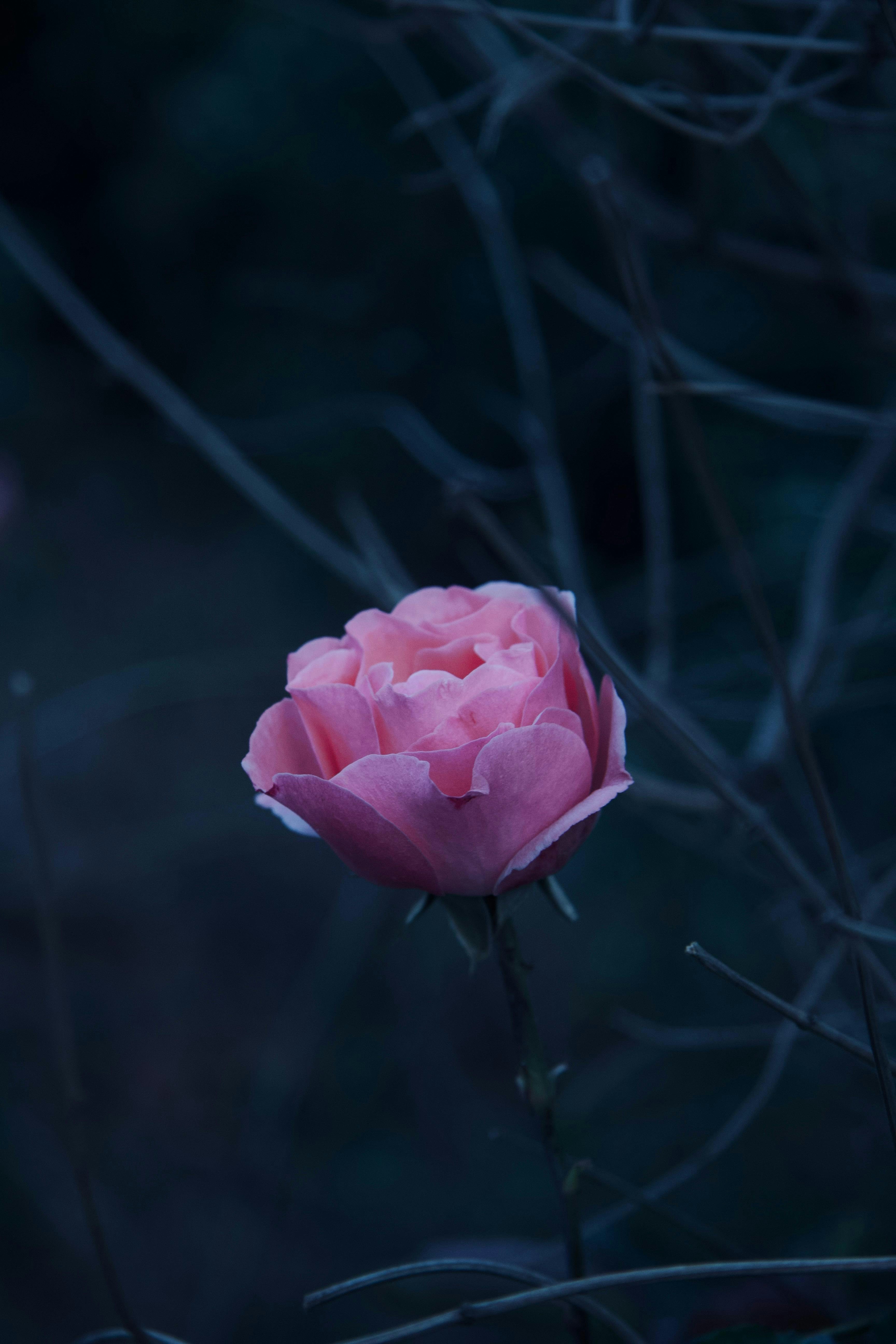 Photo by americanaez225