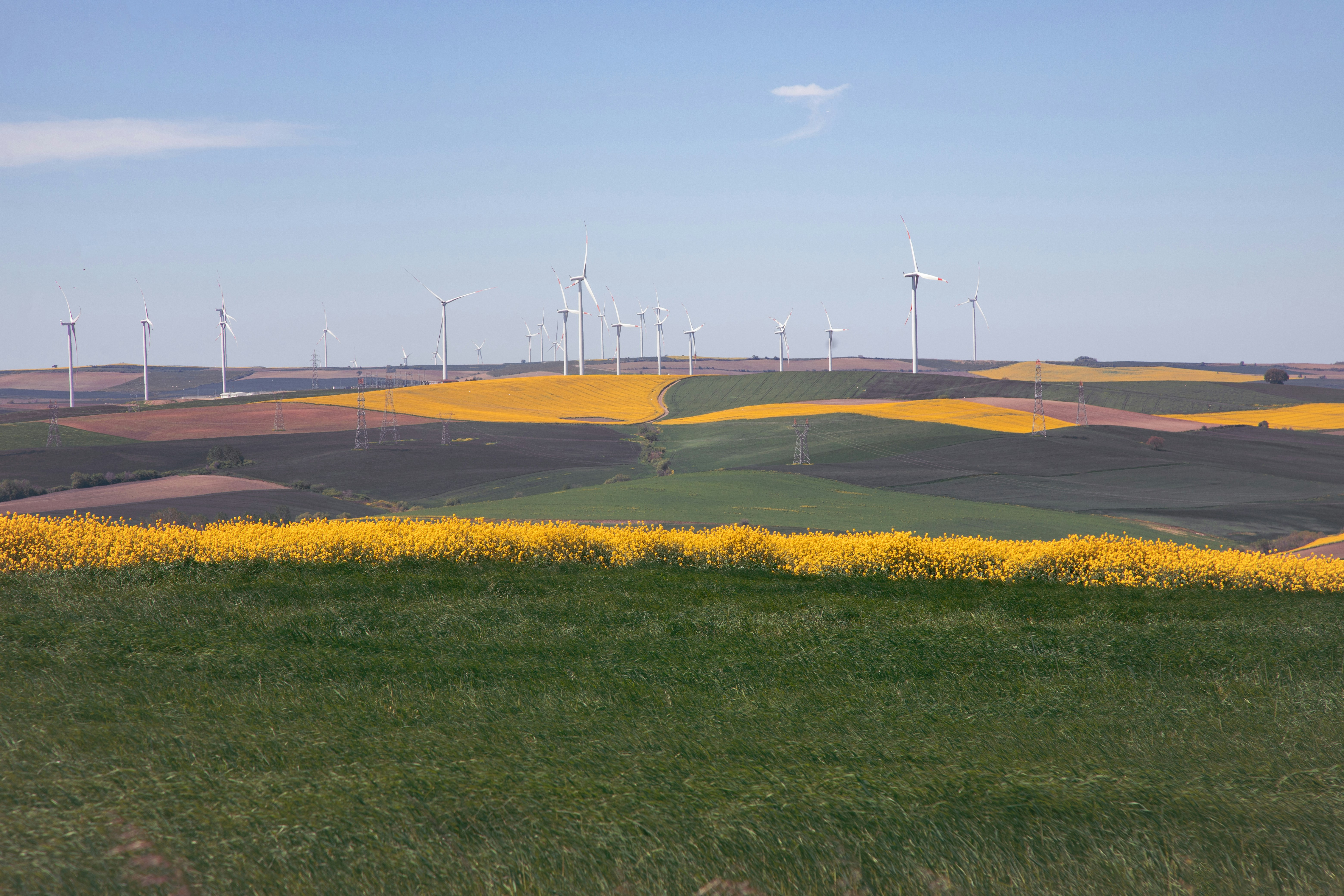 Wind turbines stand above fields of bright yellow flowers.
