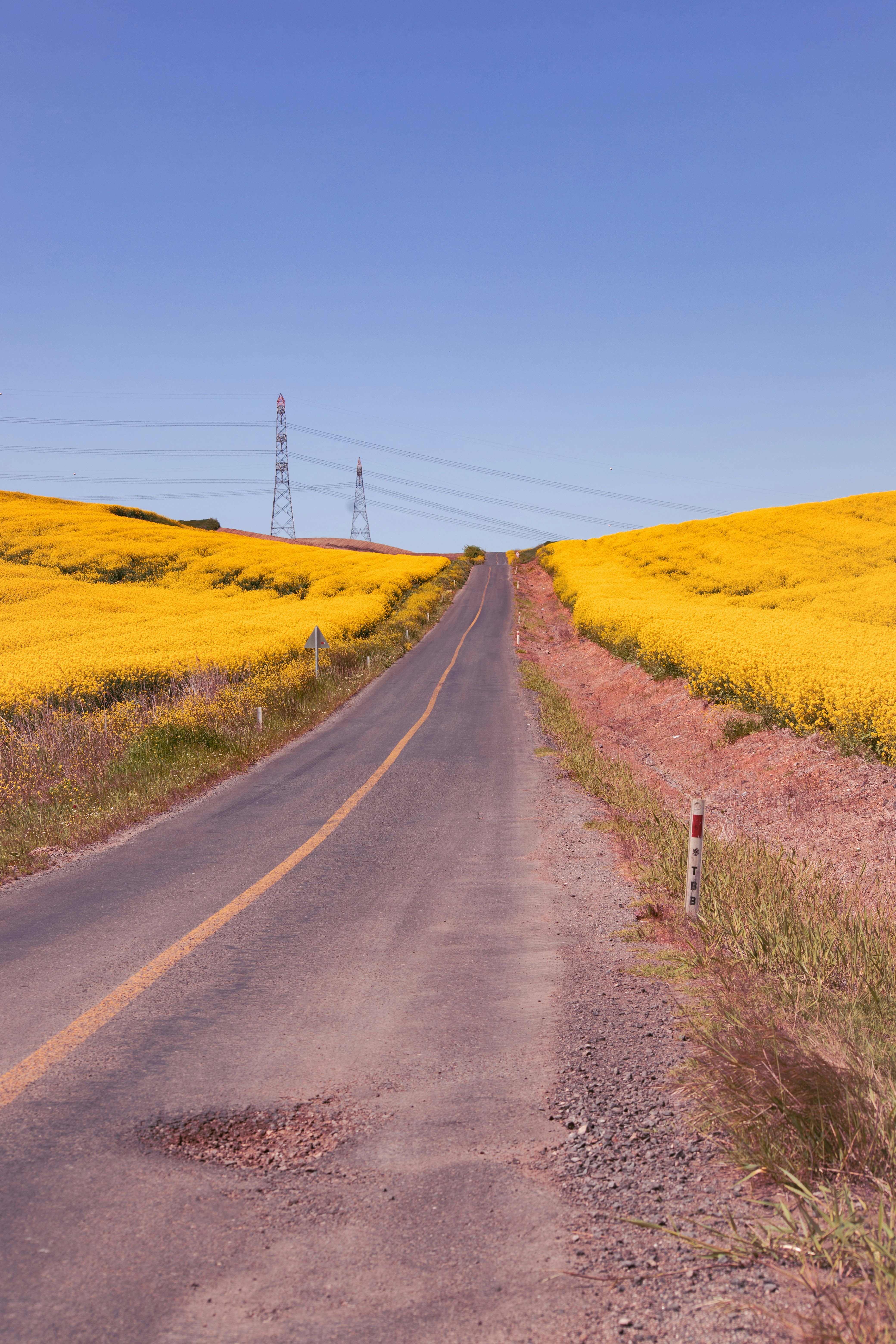 Road winds through fields of yellow flowers.