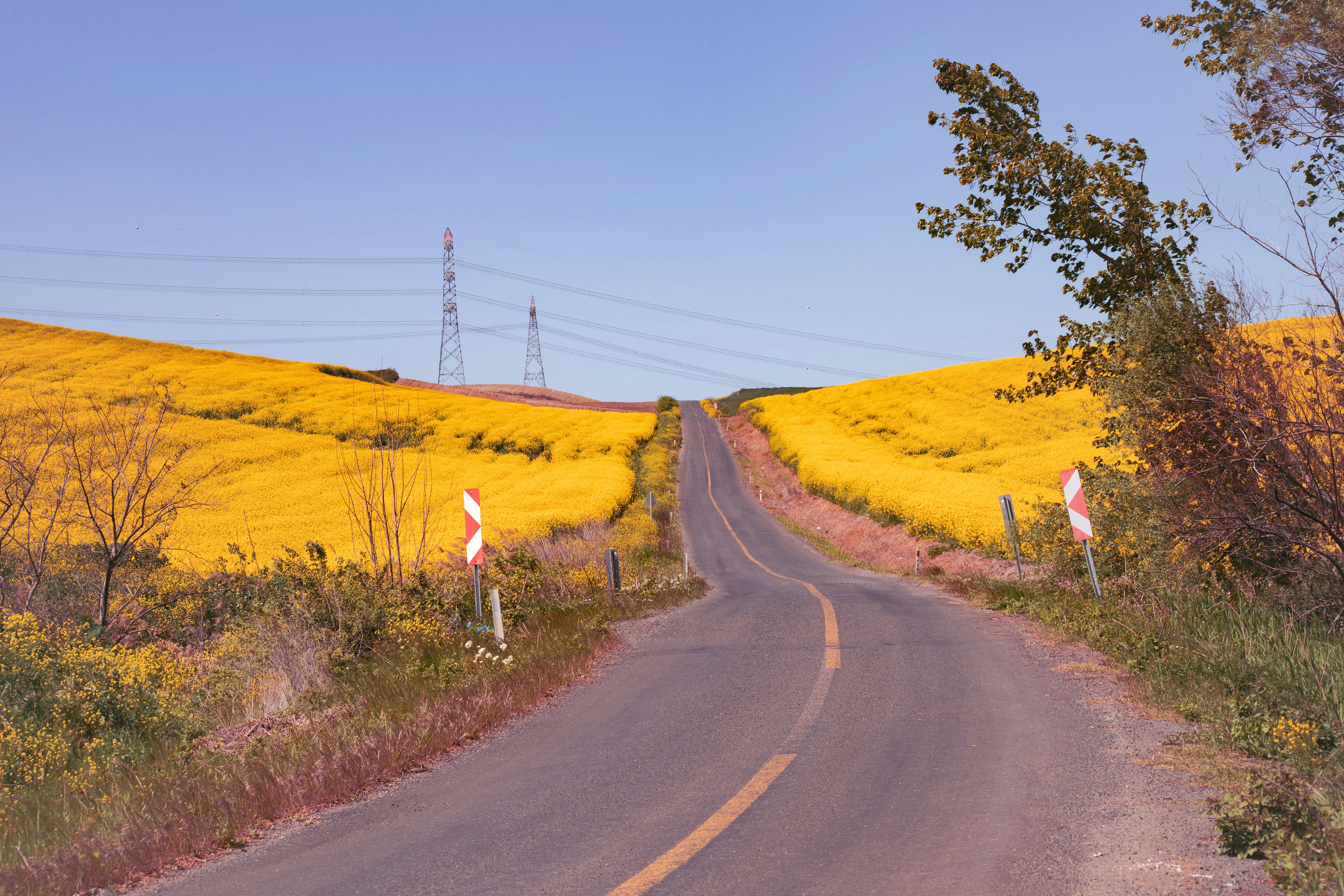 A winding road through a yellow field.
