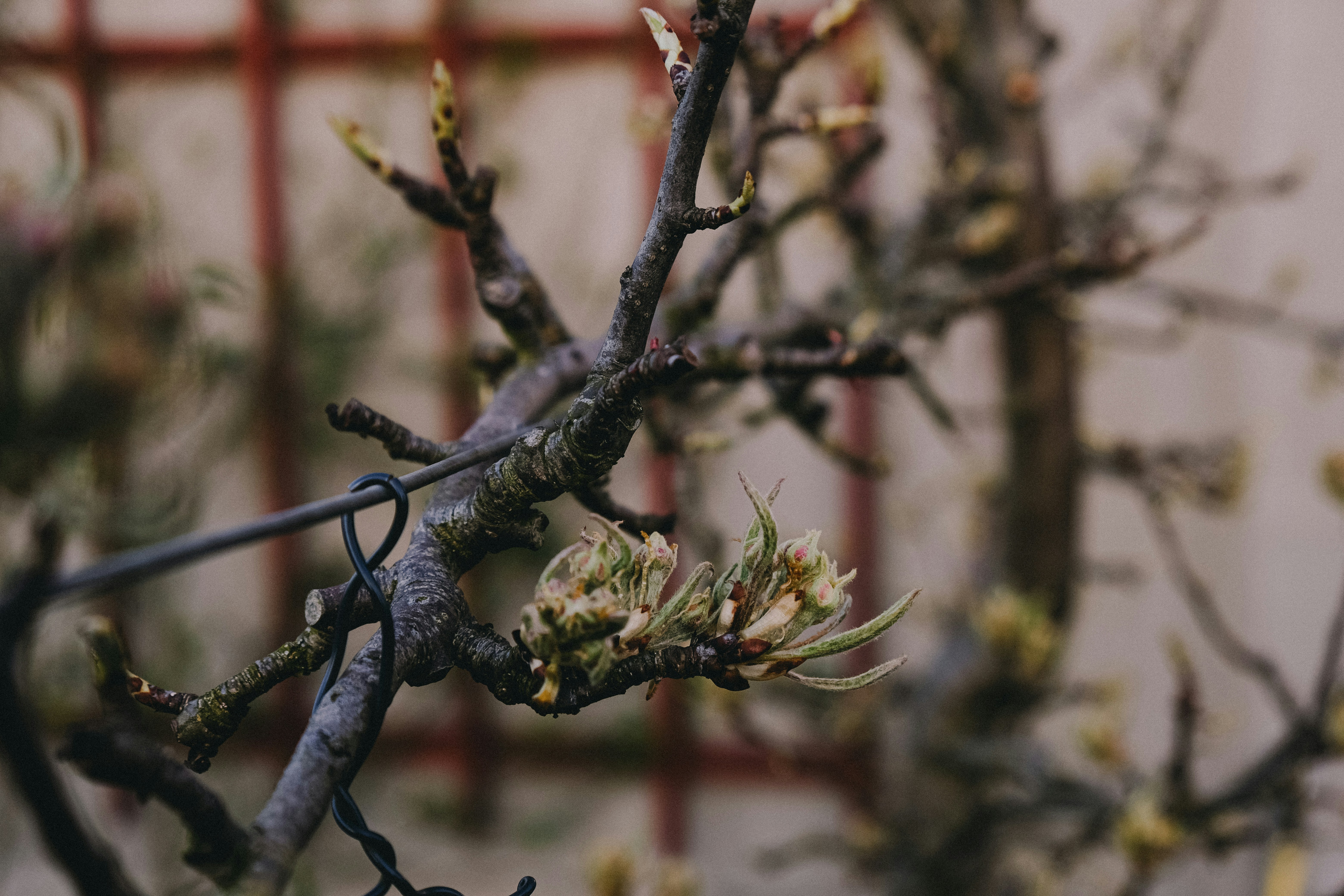 Budding branches with a red lattice background.