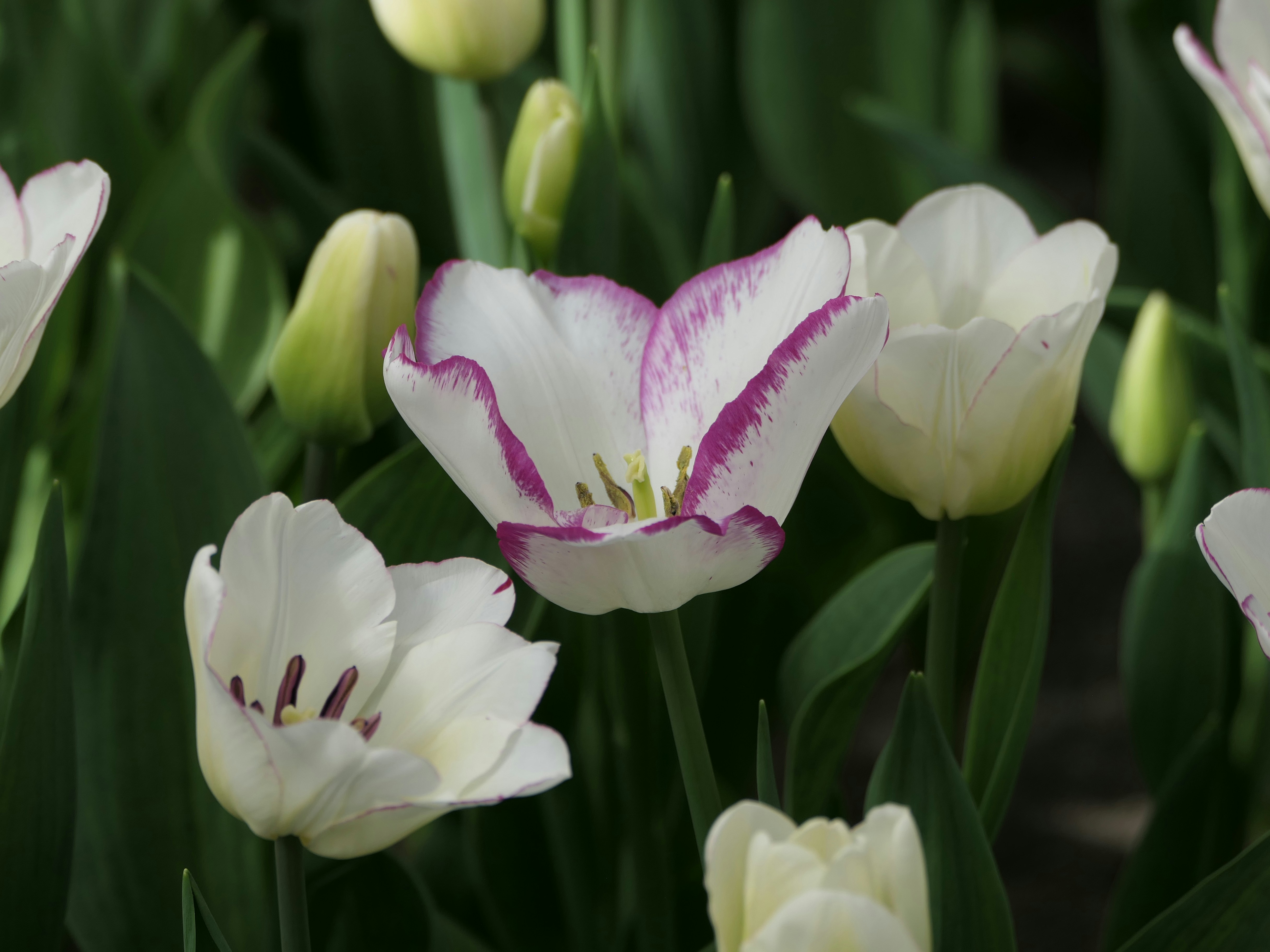 Photo by beauty_van_stam