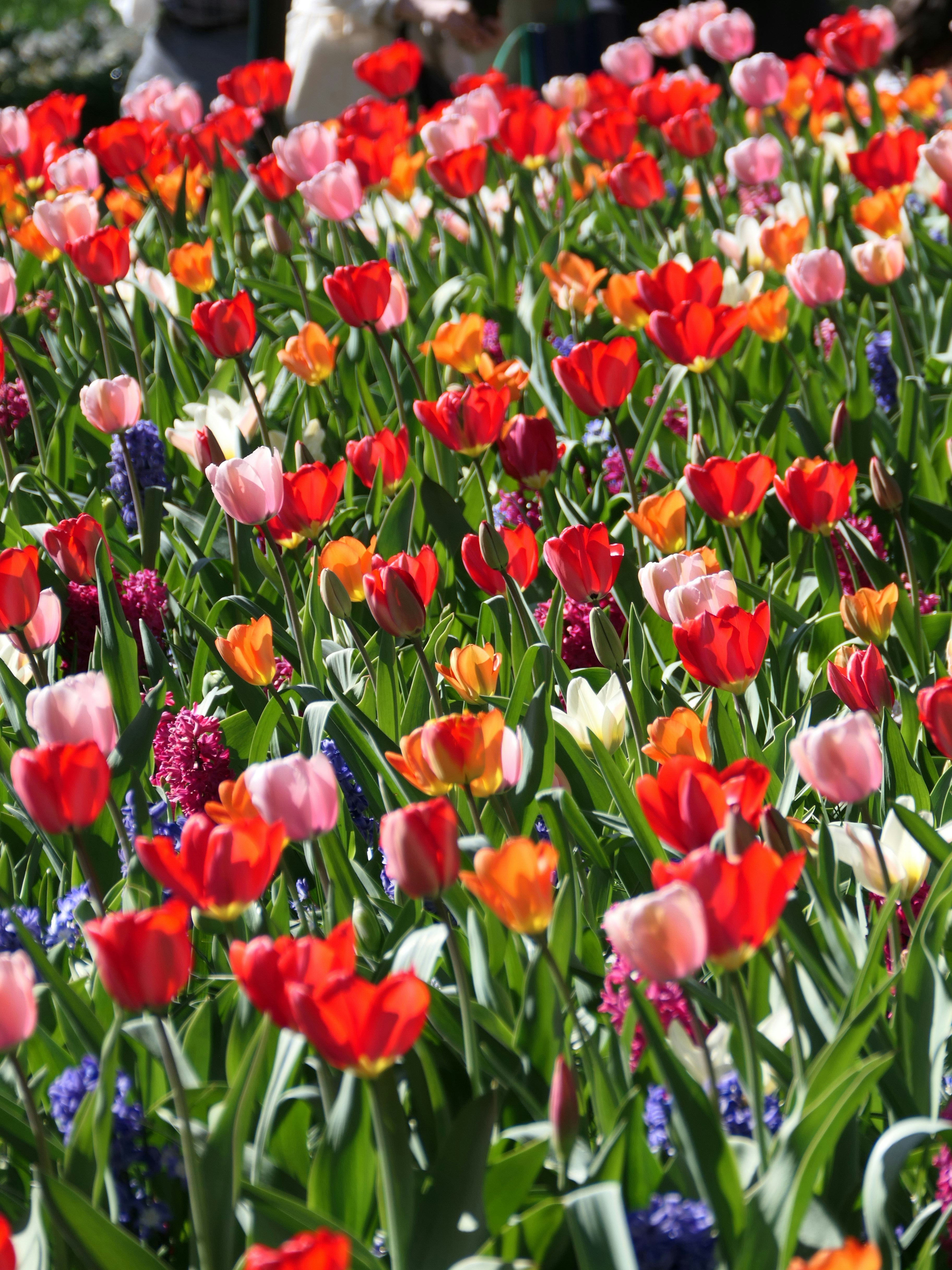 Photo by beauty_van_stam