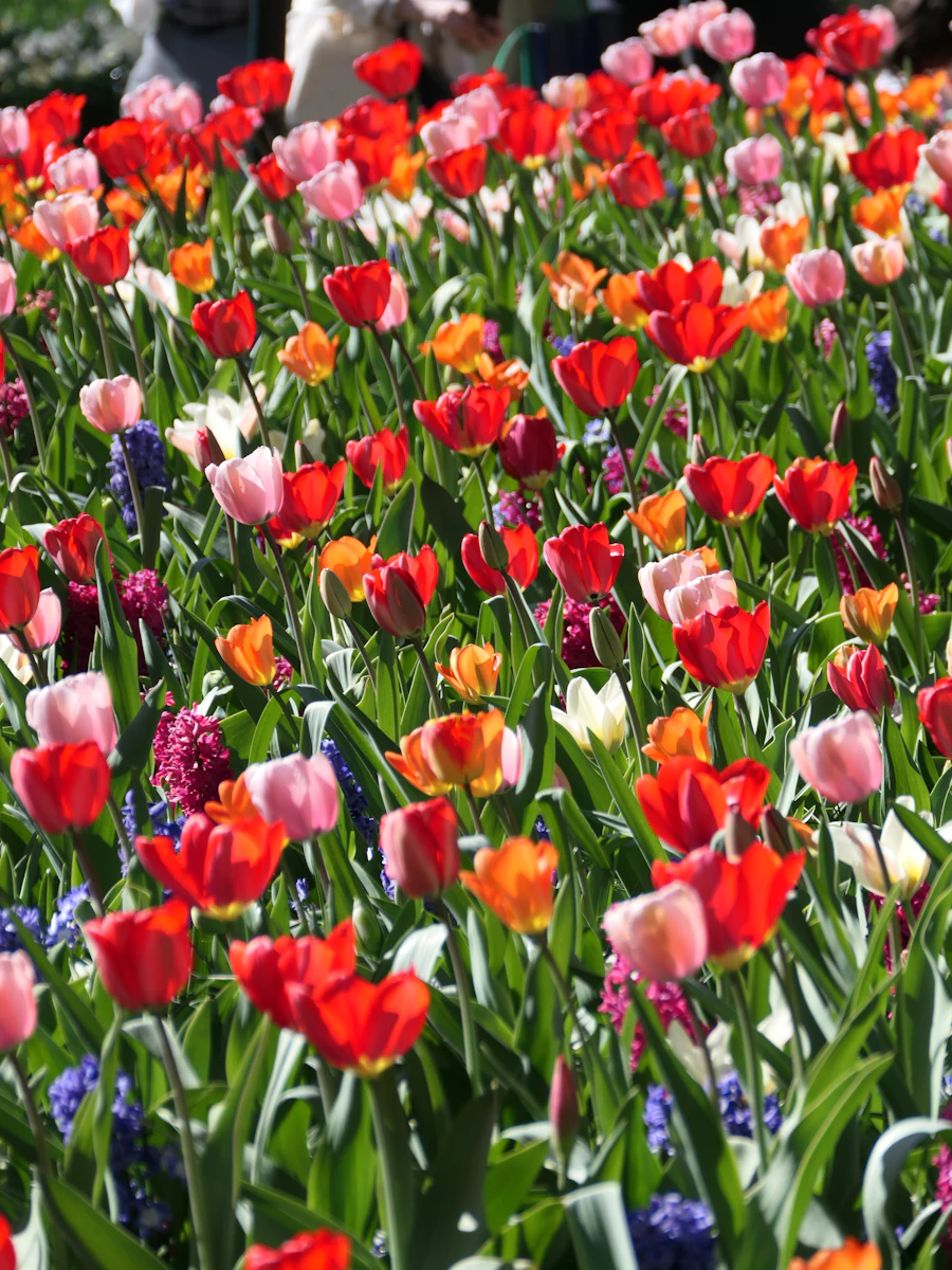 Bunte Tulpenbeete im Keukenhof – Archivaufnahme von 2025