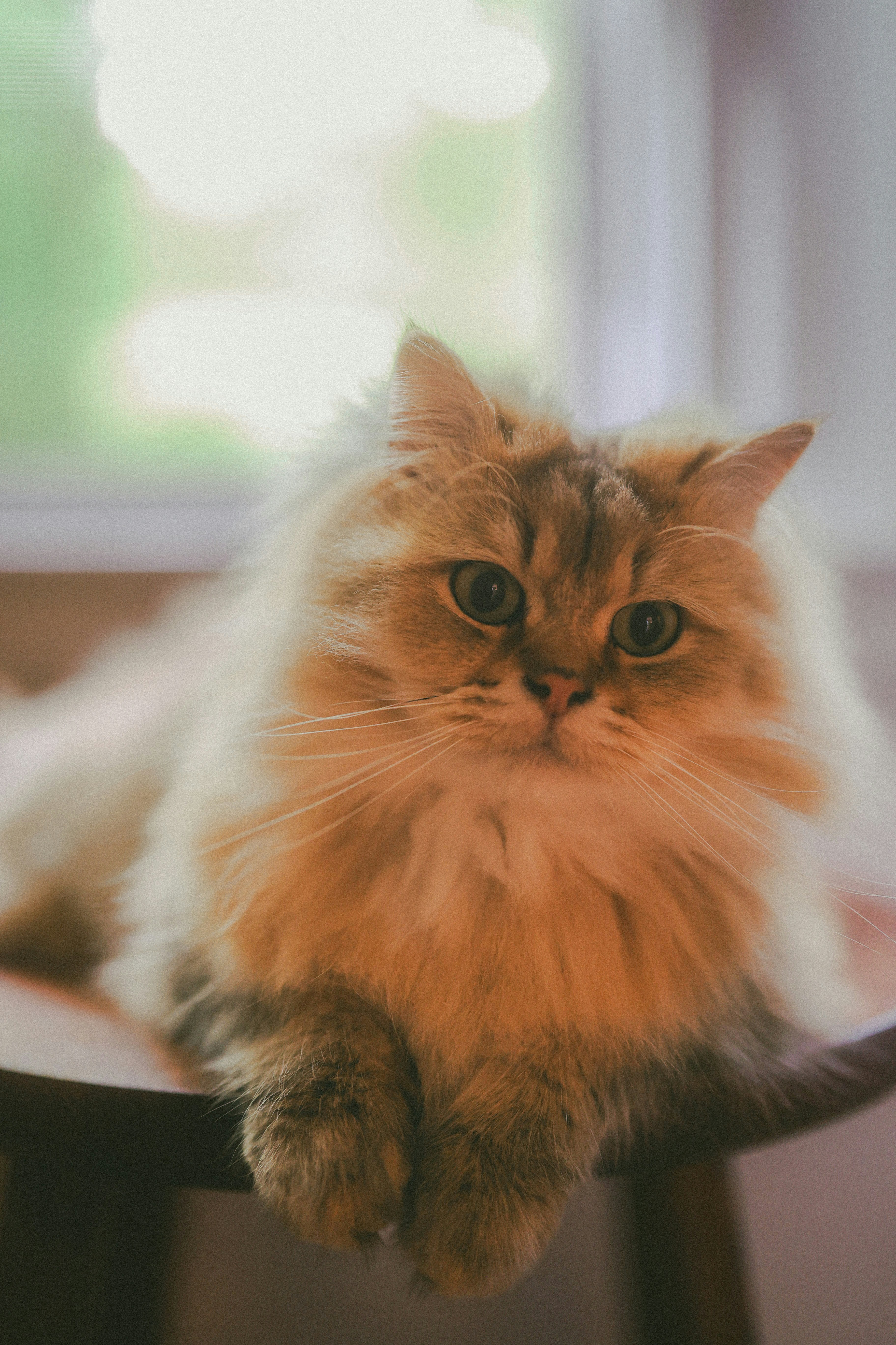 Orange Tabby Katze Foto – Kostenloses Bild zum Thema Katze auf Unsplash, image size:3000x4500