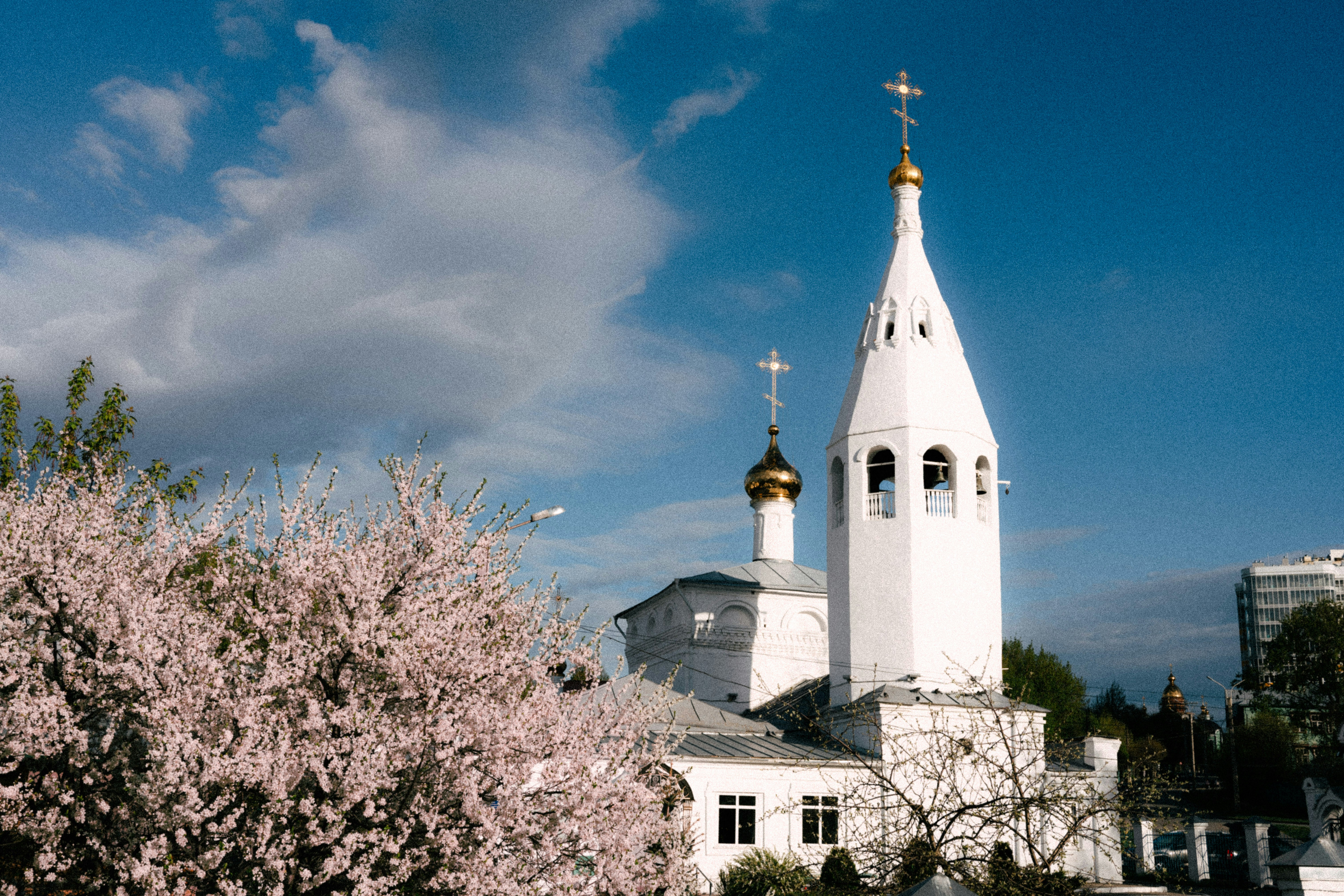 White church with golden domes and flowering trees