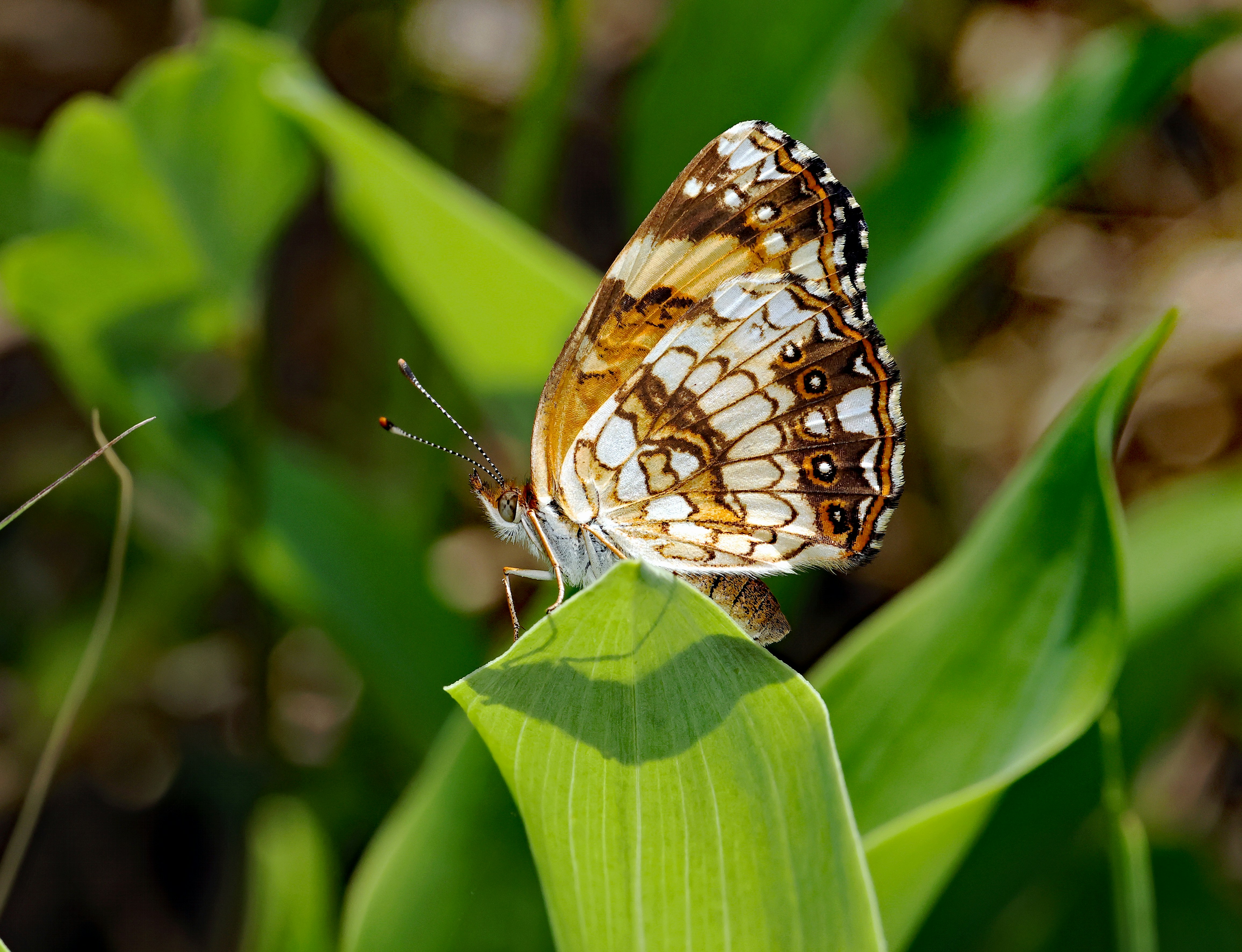 Photo by telliottmbamsc