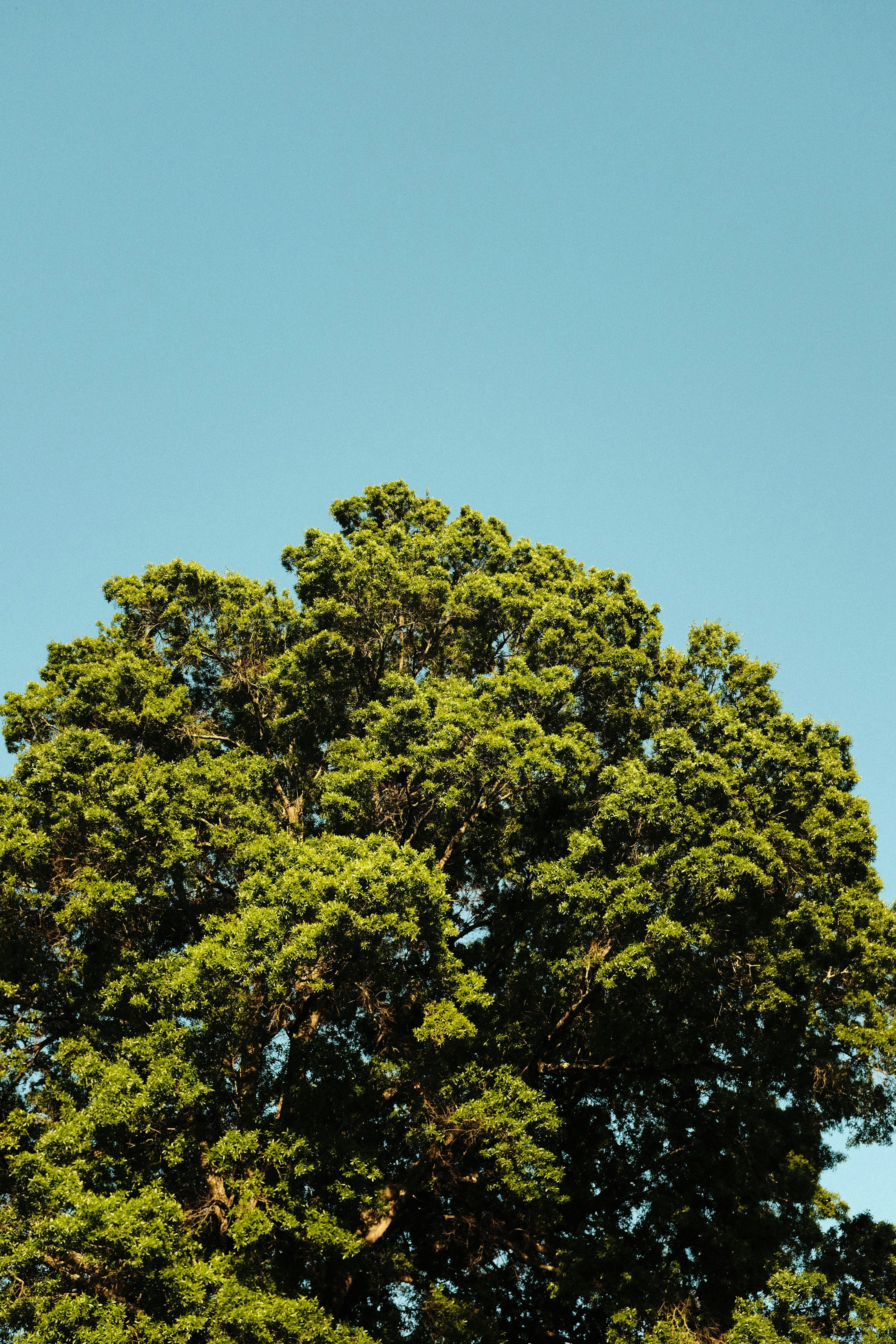 Green tree against a clear, blue sky.