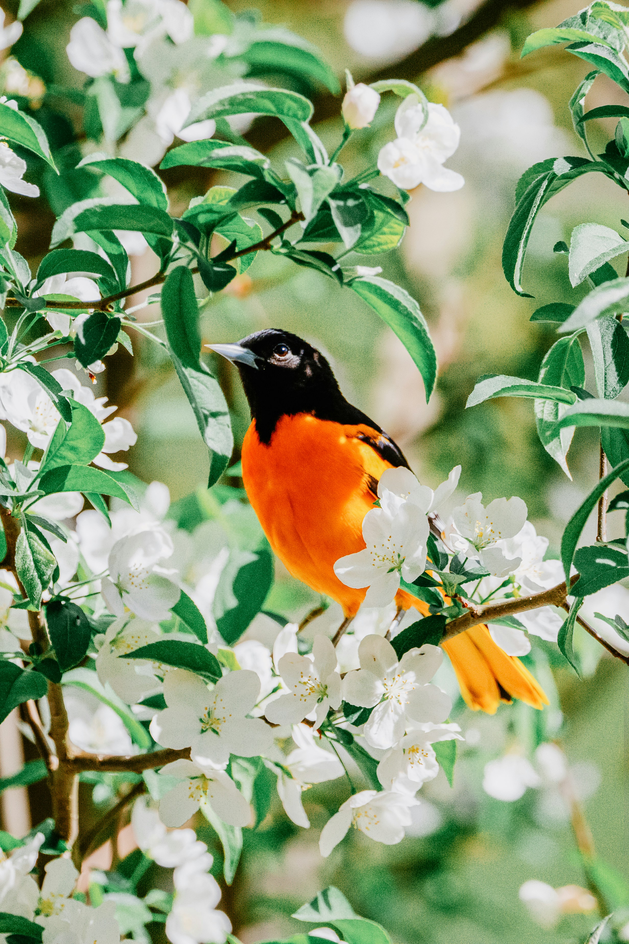 A bright orange bird perches among white flowers.