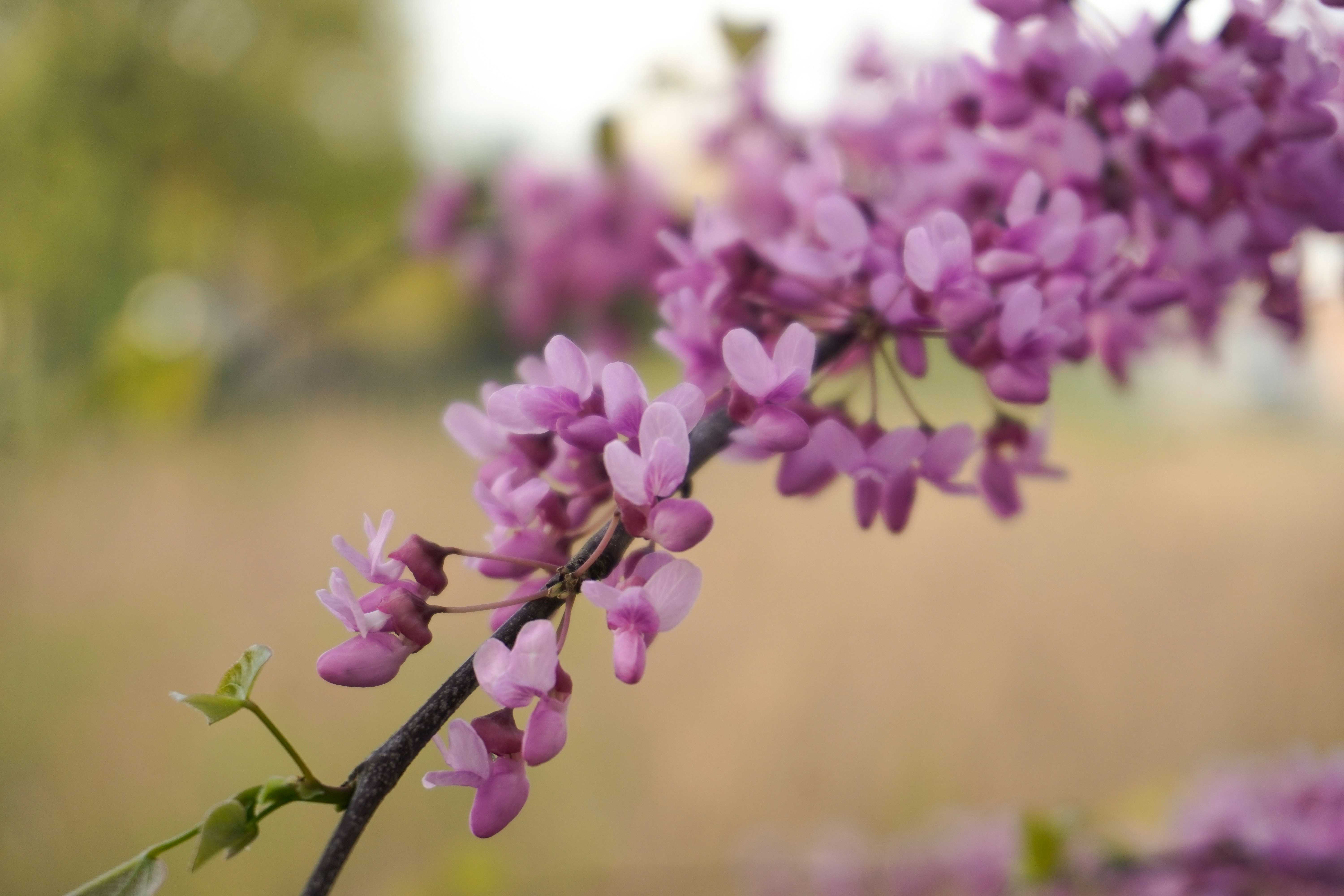 Photo by tellophotography