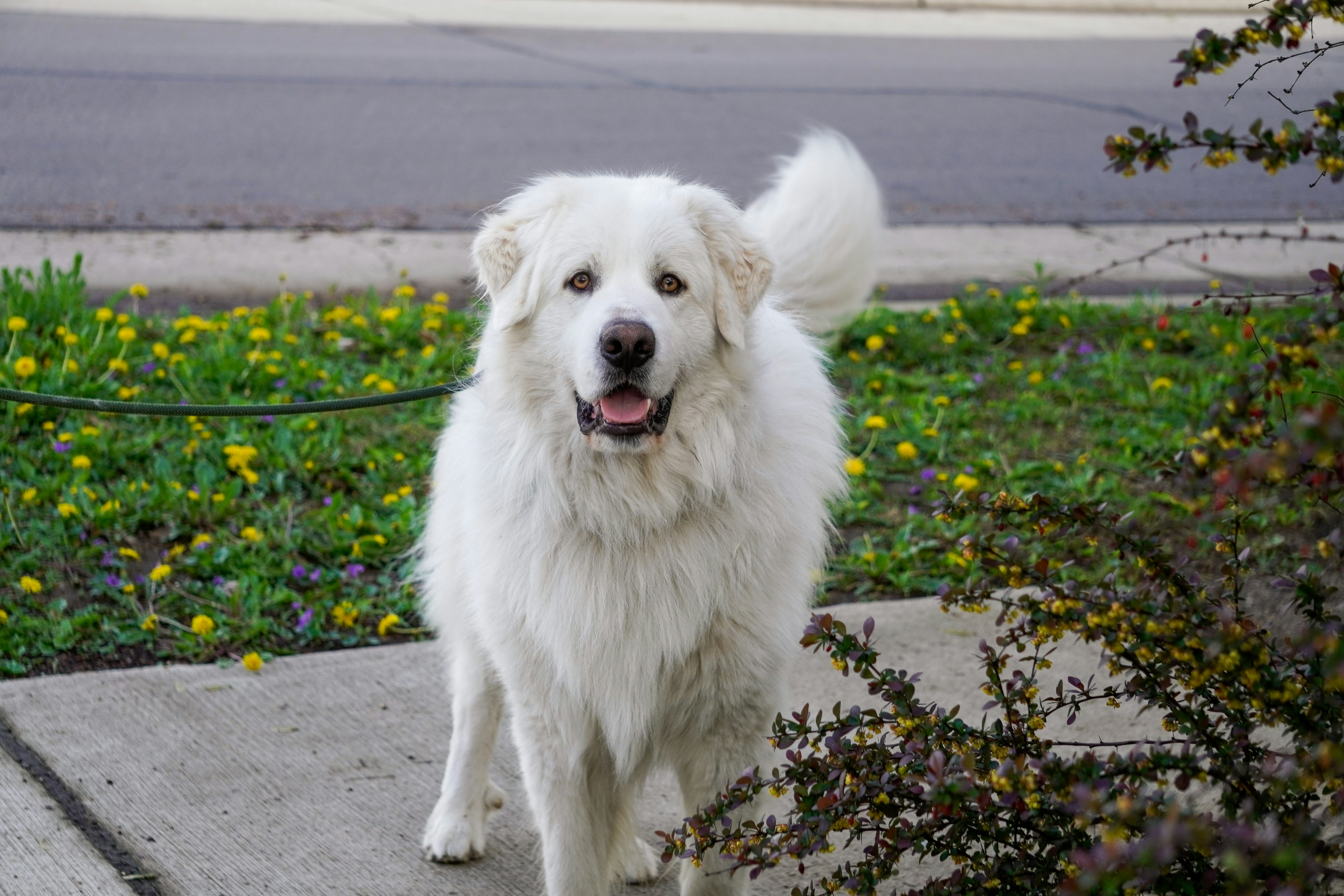 Photo by tellophotography