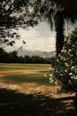 Lush green golf course framed by trees.