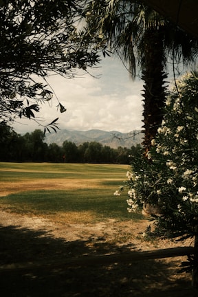 Lush green golf course framed by trees.