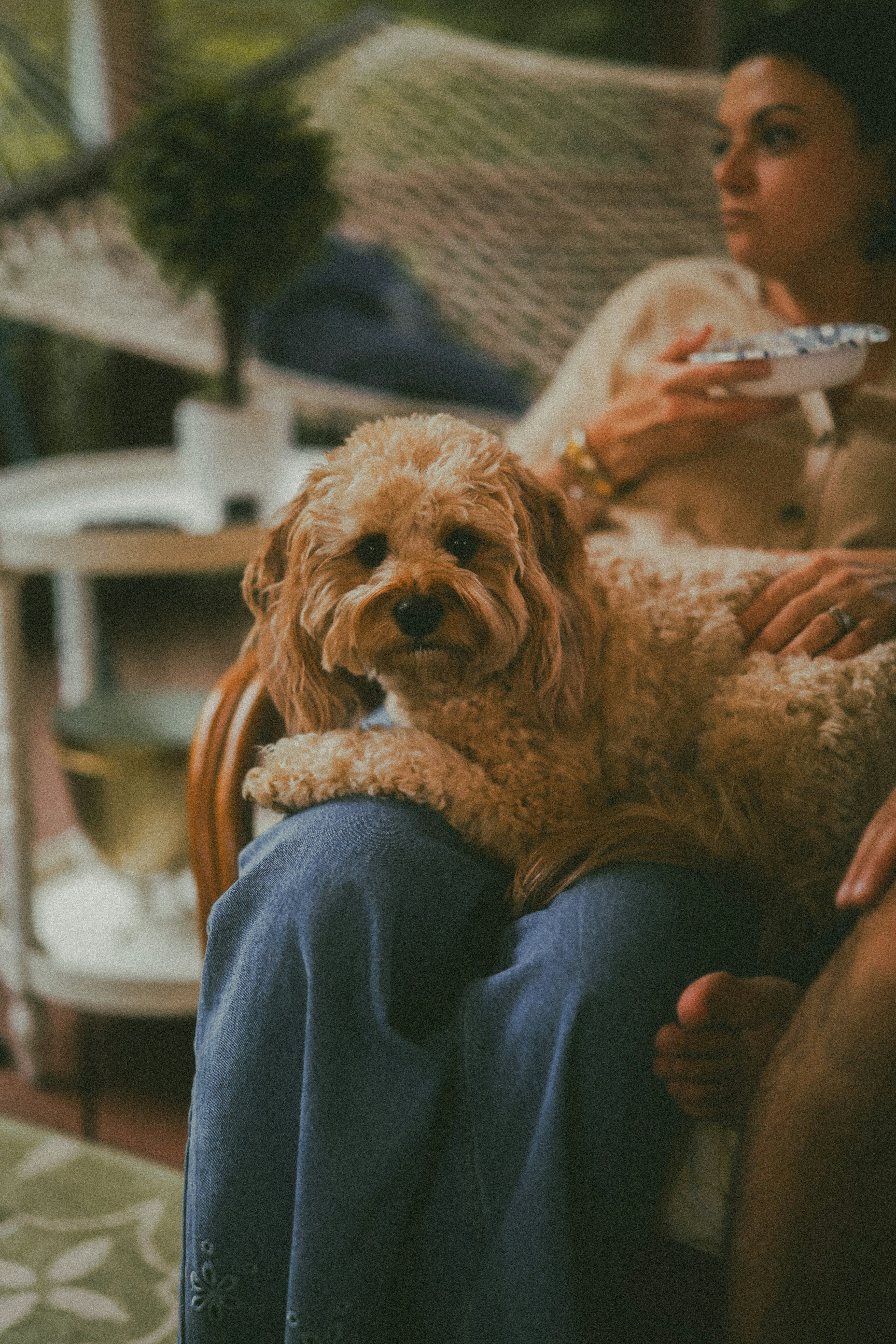 Des chiens pour un sourire : améliorer l'humeur des résidents en EHPAD par des promenades canines.