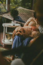 un caniche apaisé qui se repose après une consultation avec le veterinaire comportementaliste 