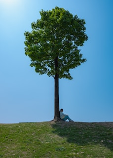 Person rests under a tree on a sunny day.