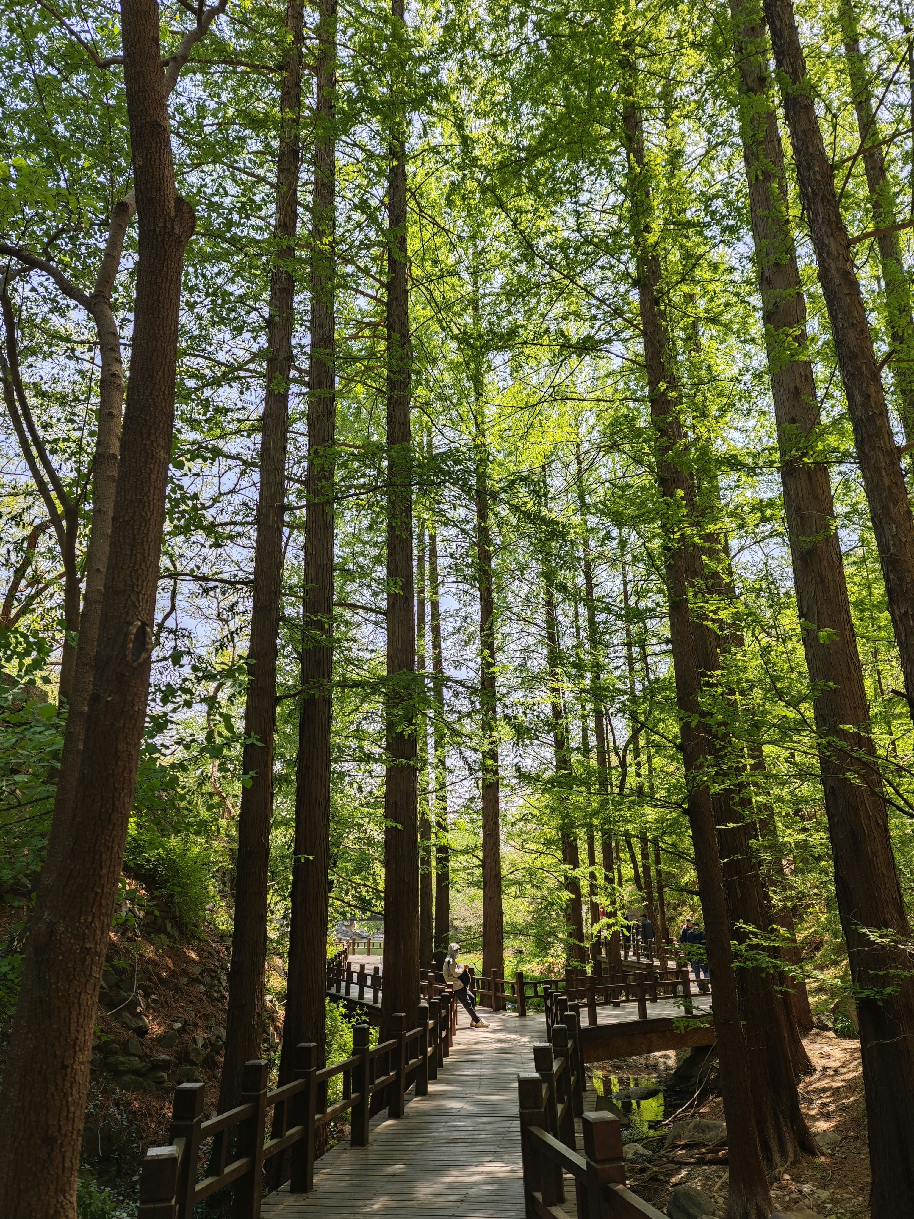 A wooden walkway meanders through a vibrant forest.