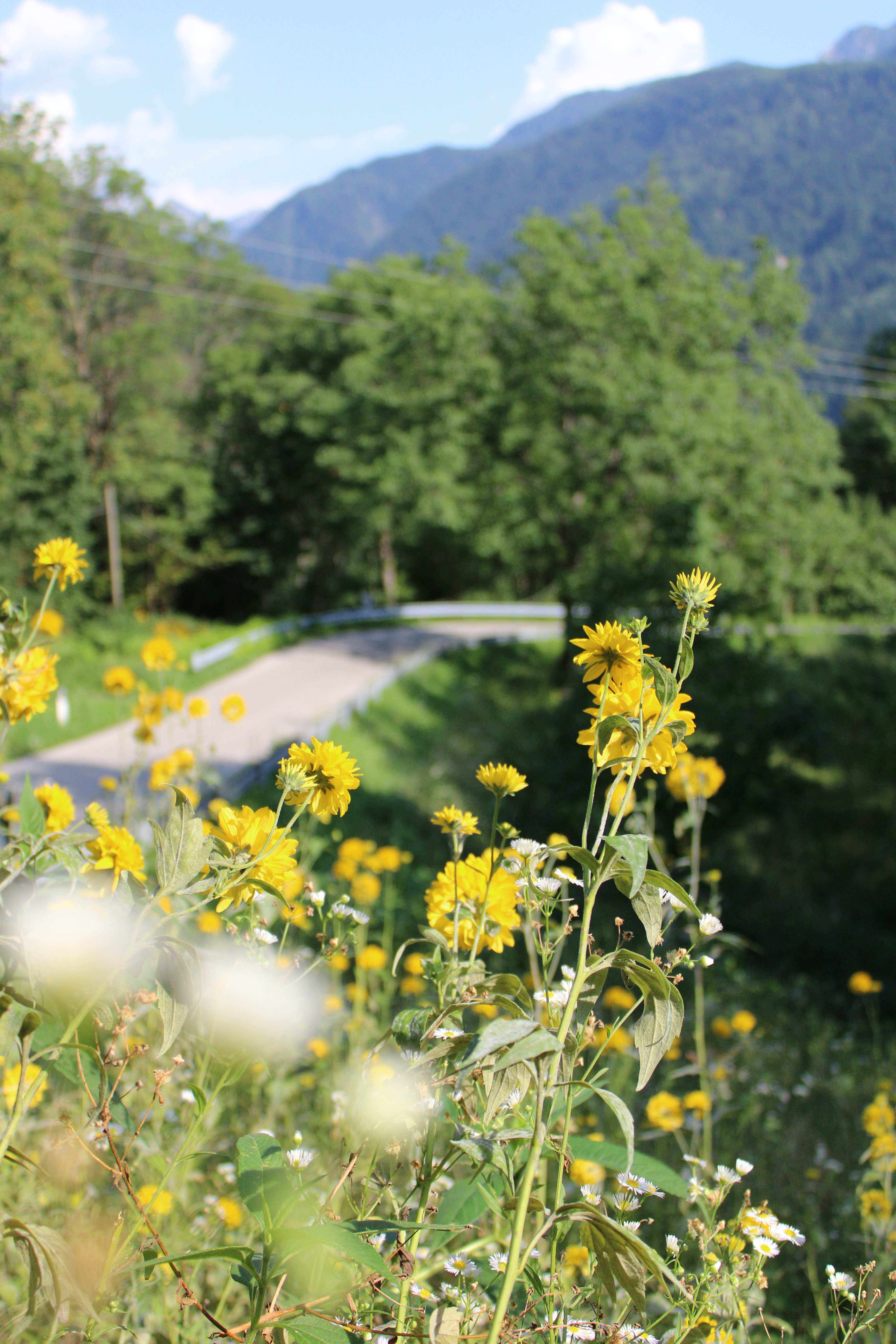 Field of wild flowers
