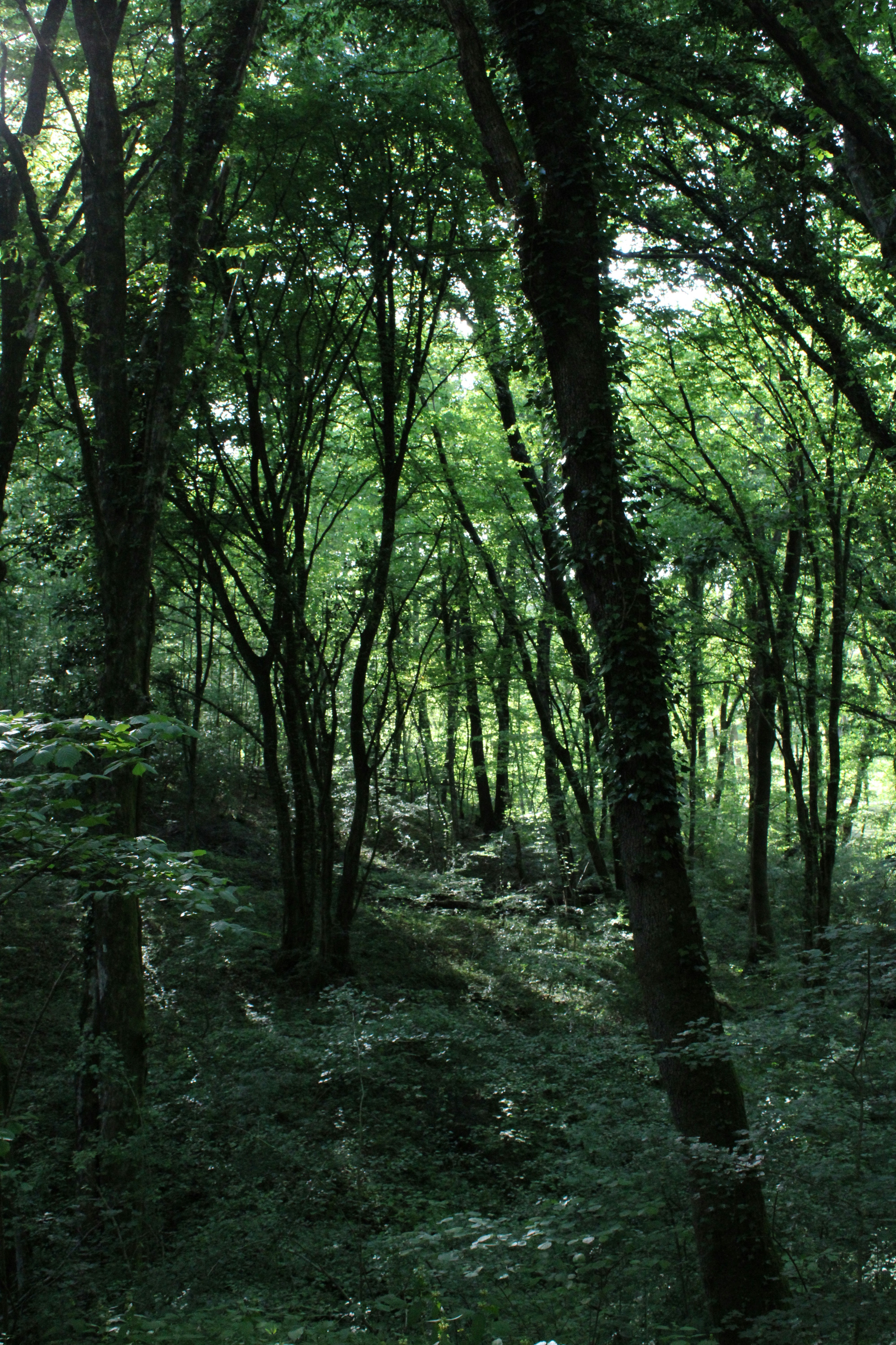 Photo by alicebarondesign