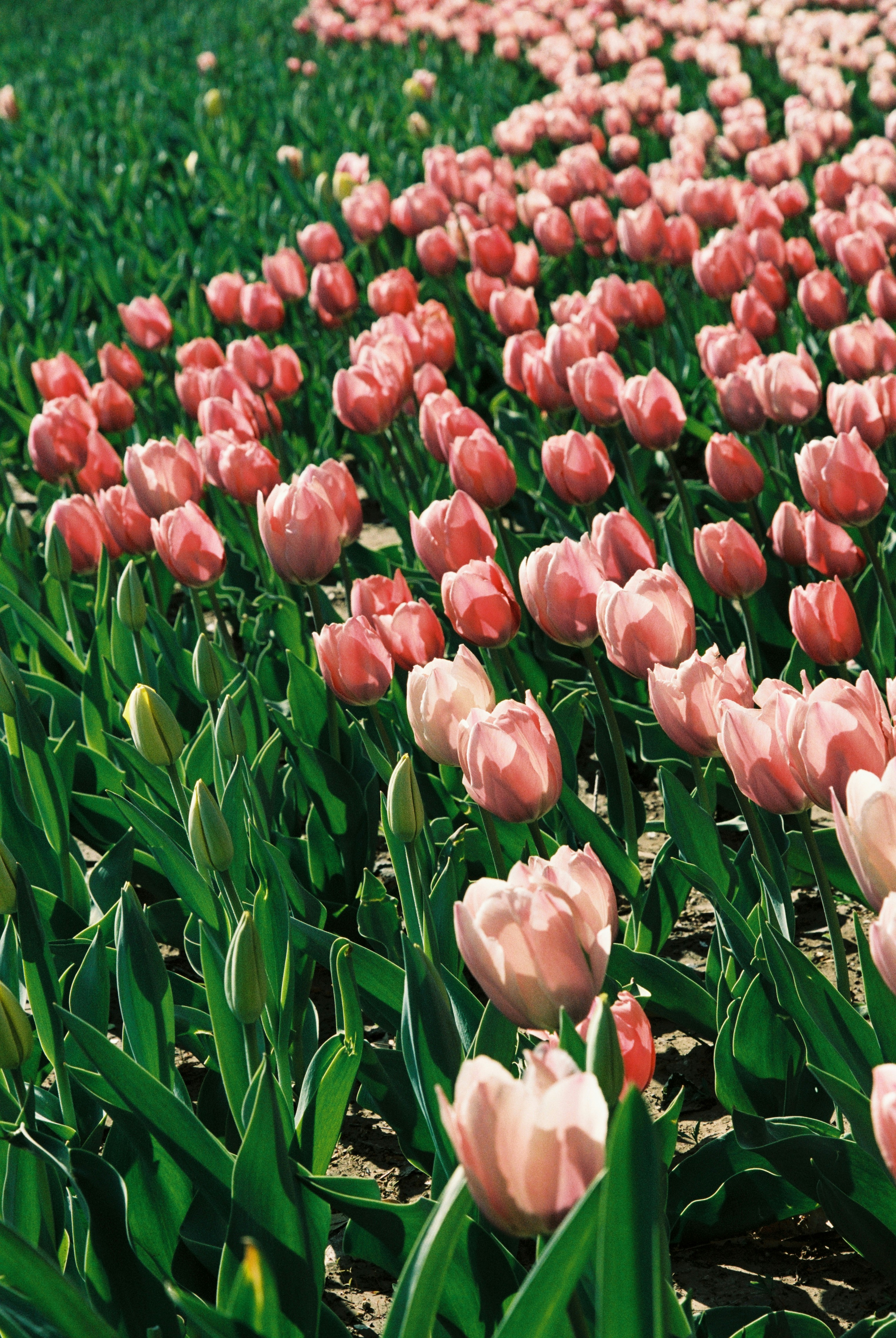 Photo by congweiniuroumian