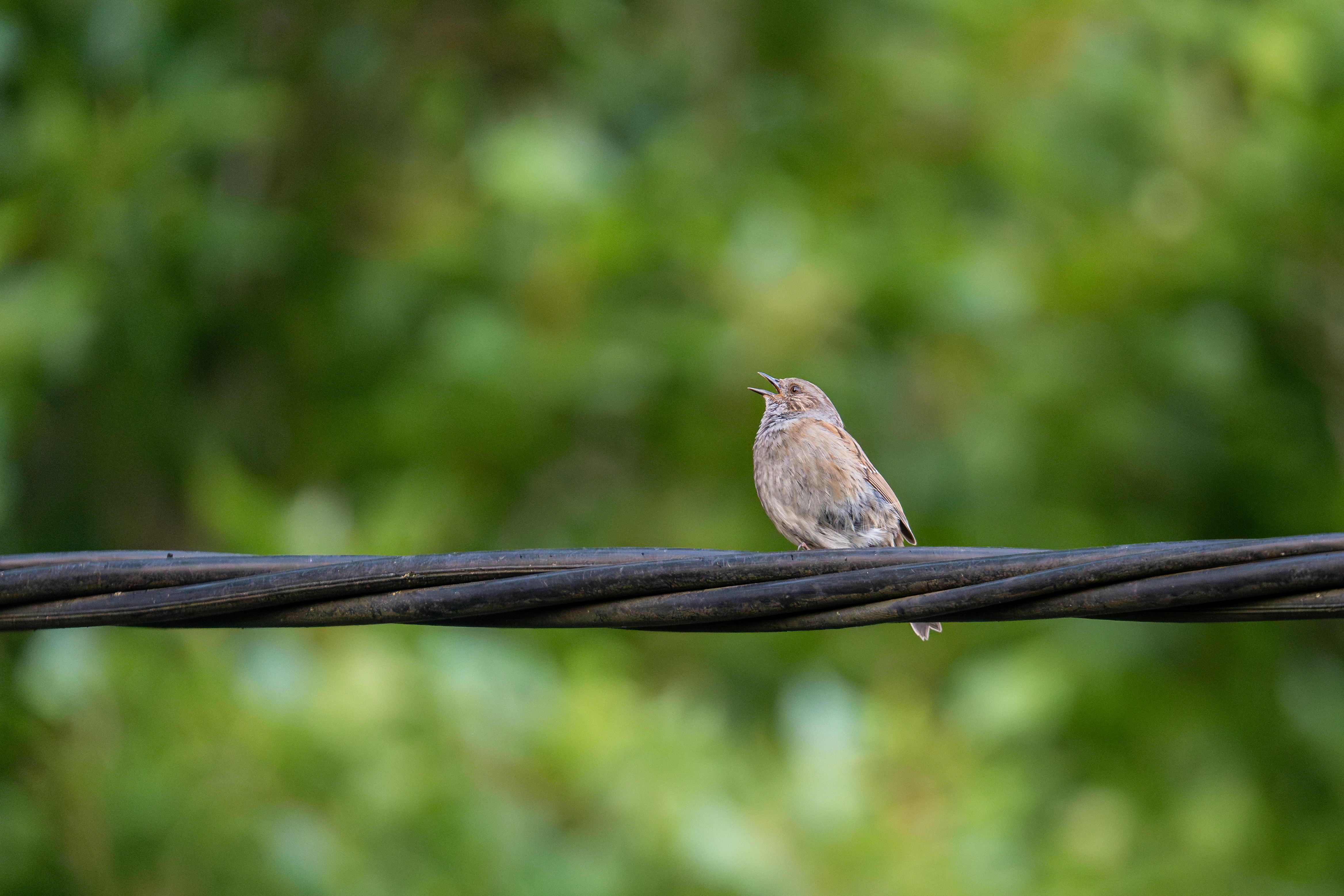 Photo by robertschwarz