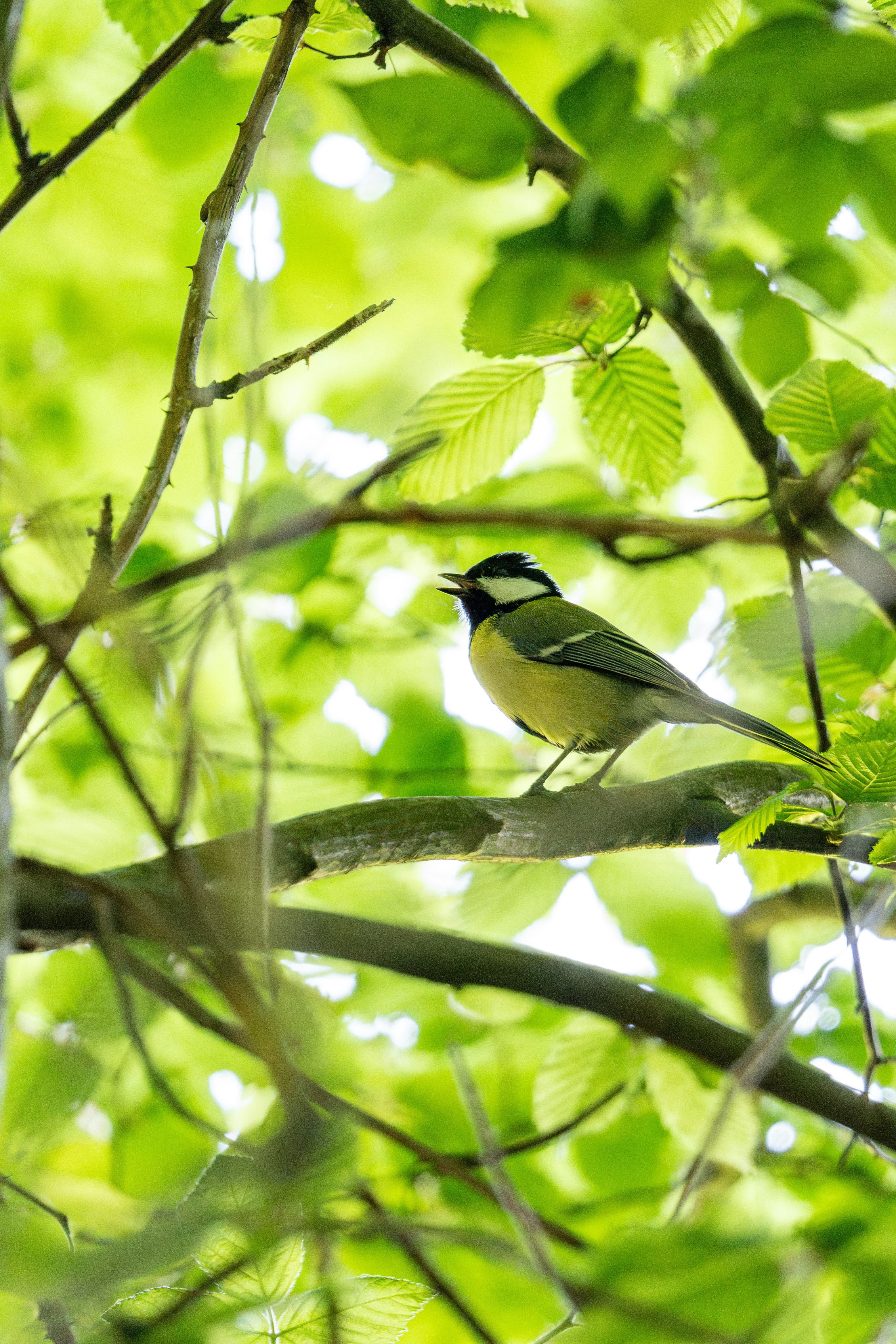 Photo by robertschwarz