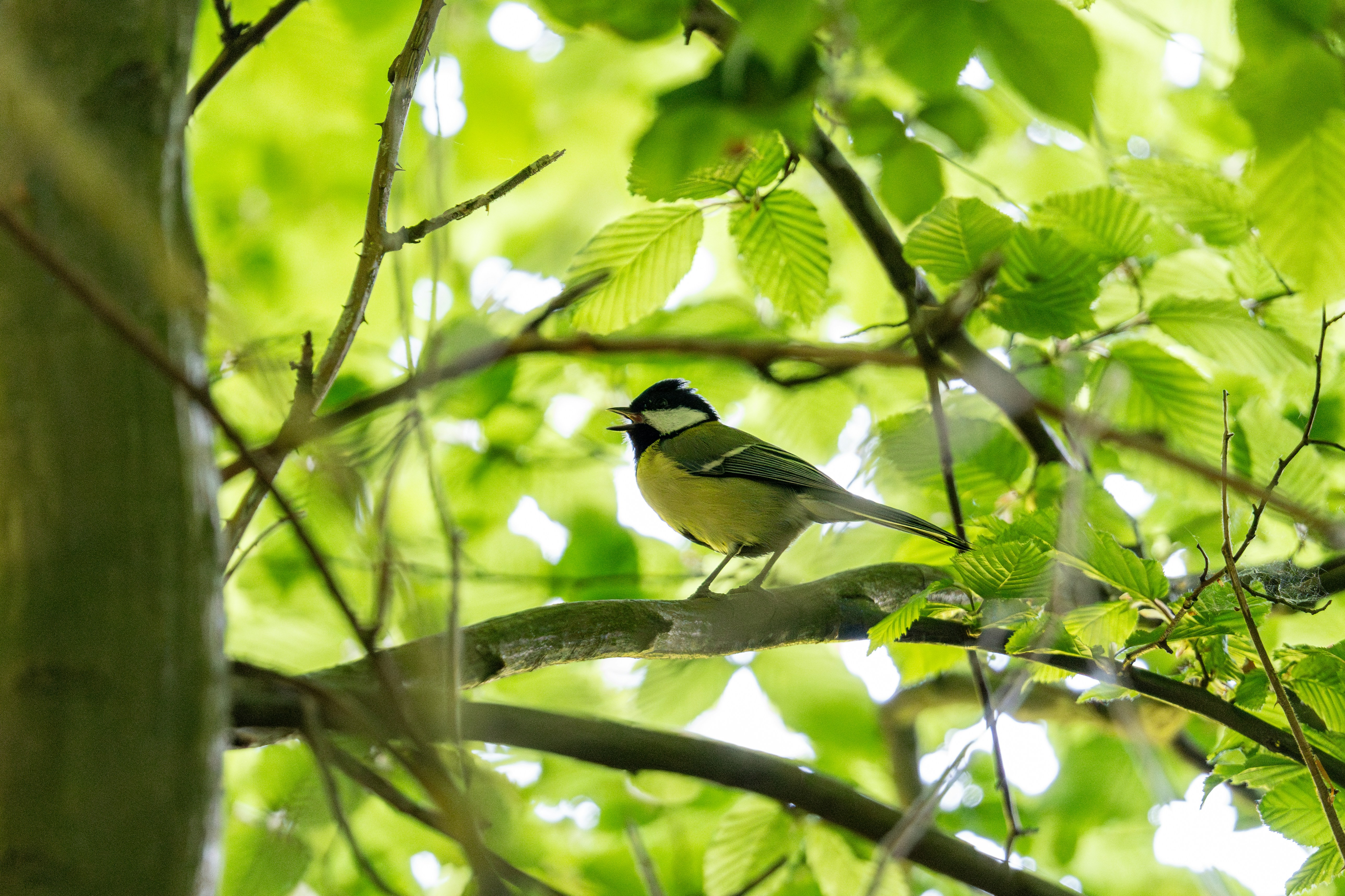 Photo by robertschwarz