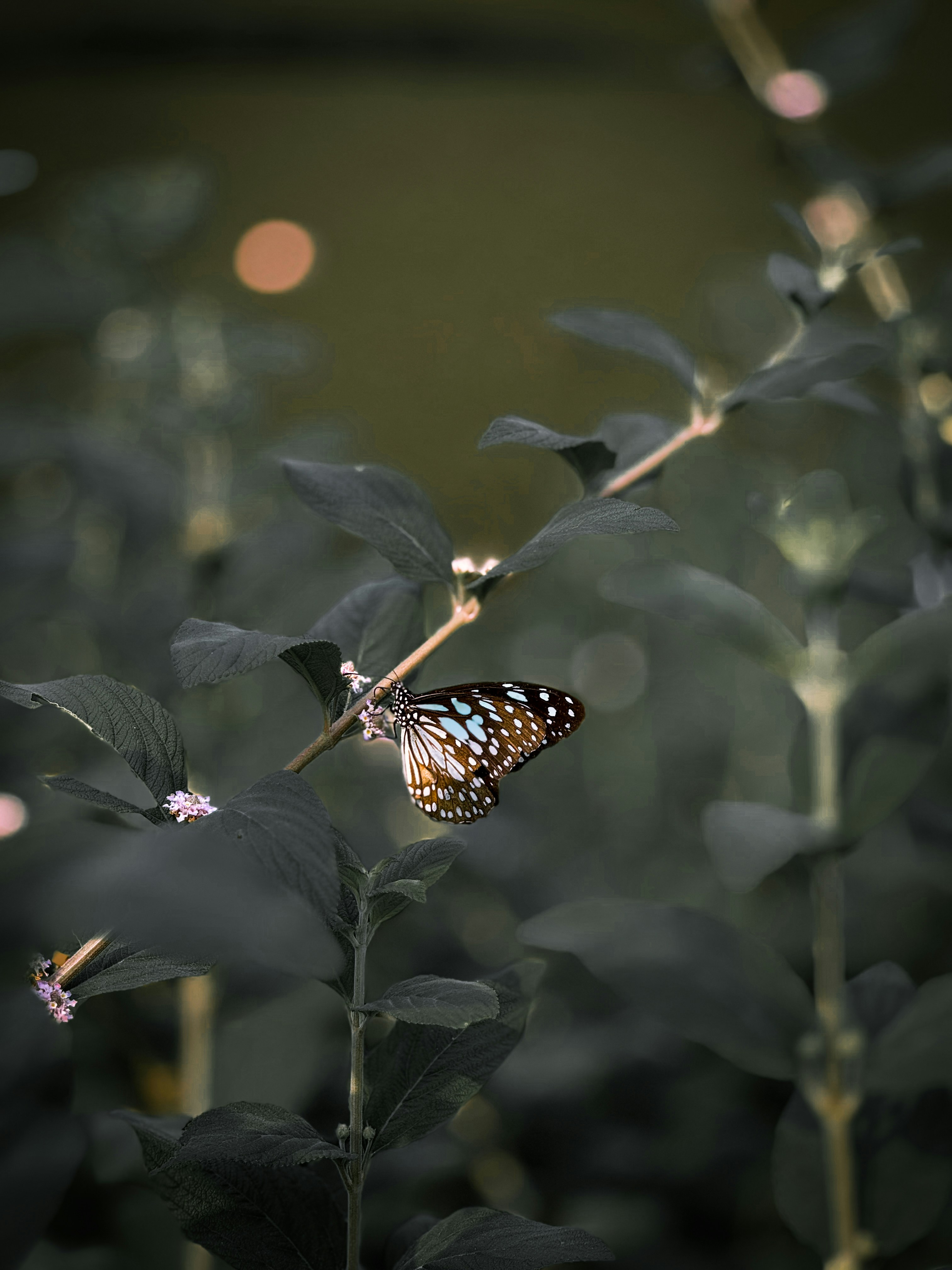 Photo by shakib2777