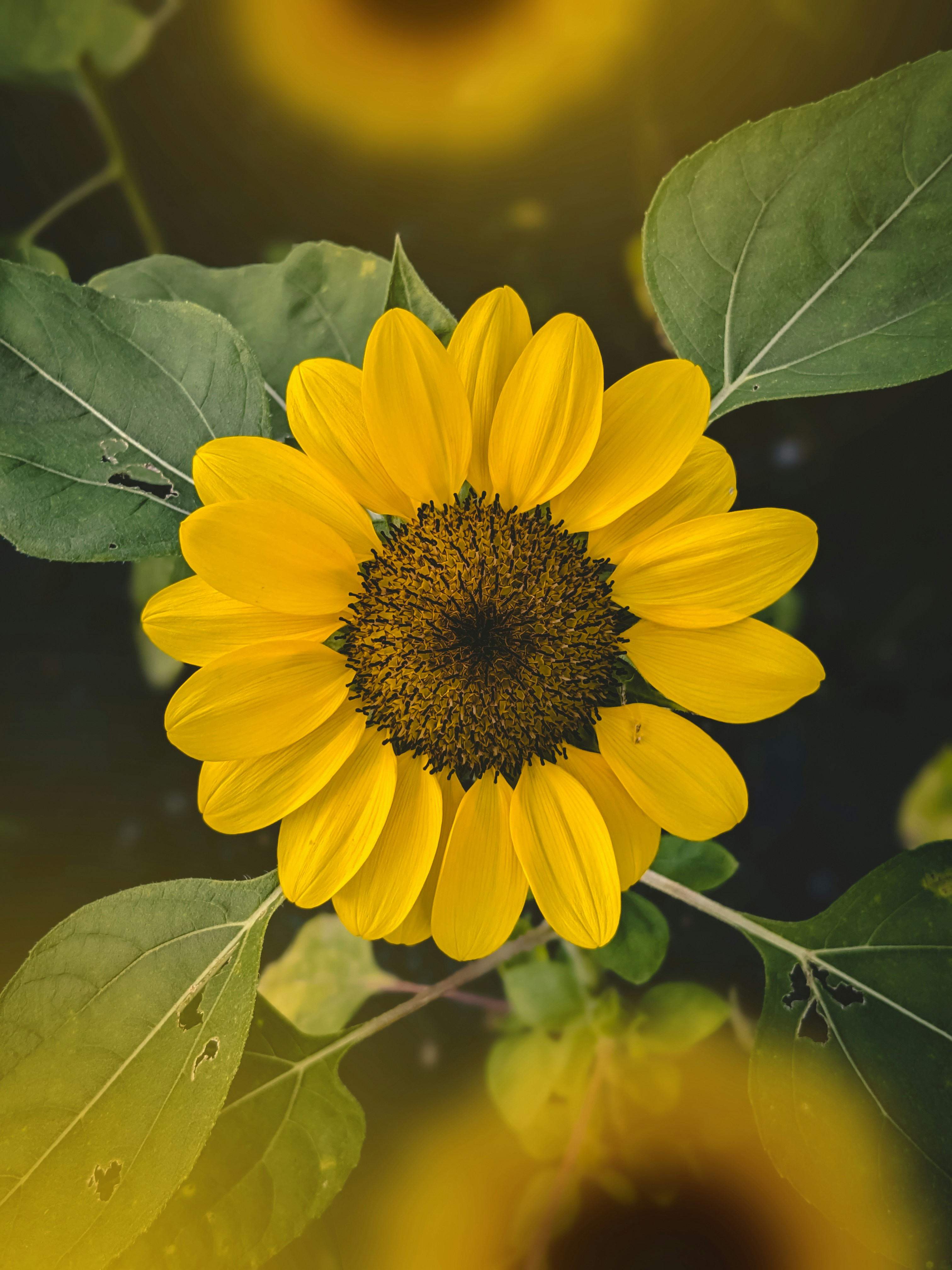 Photo by tshewe_rhakho