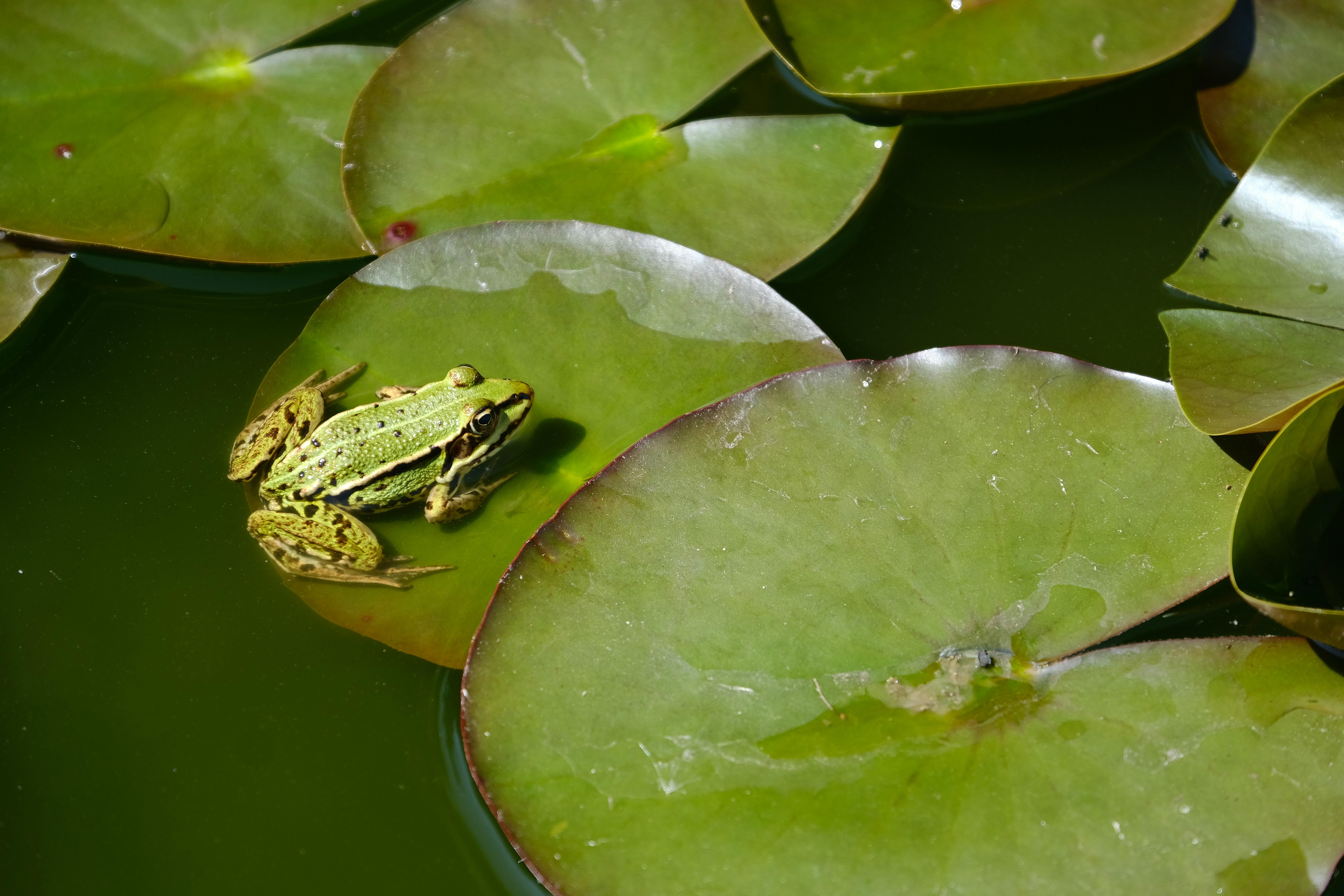 A frog rests on a lily pad.