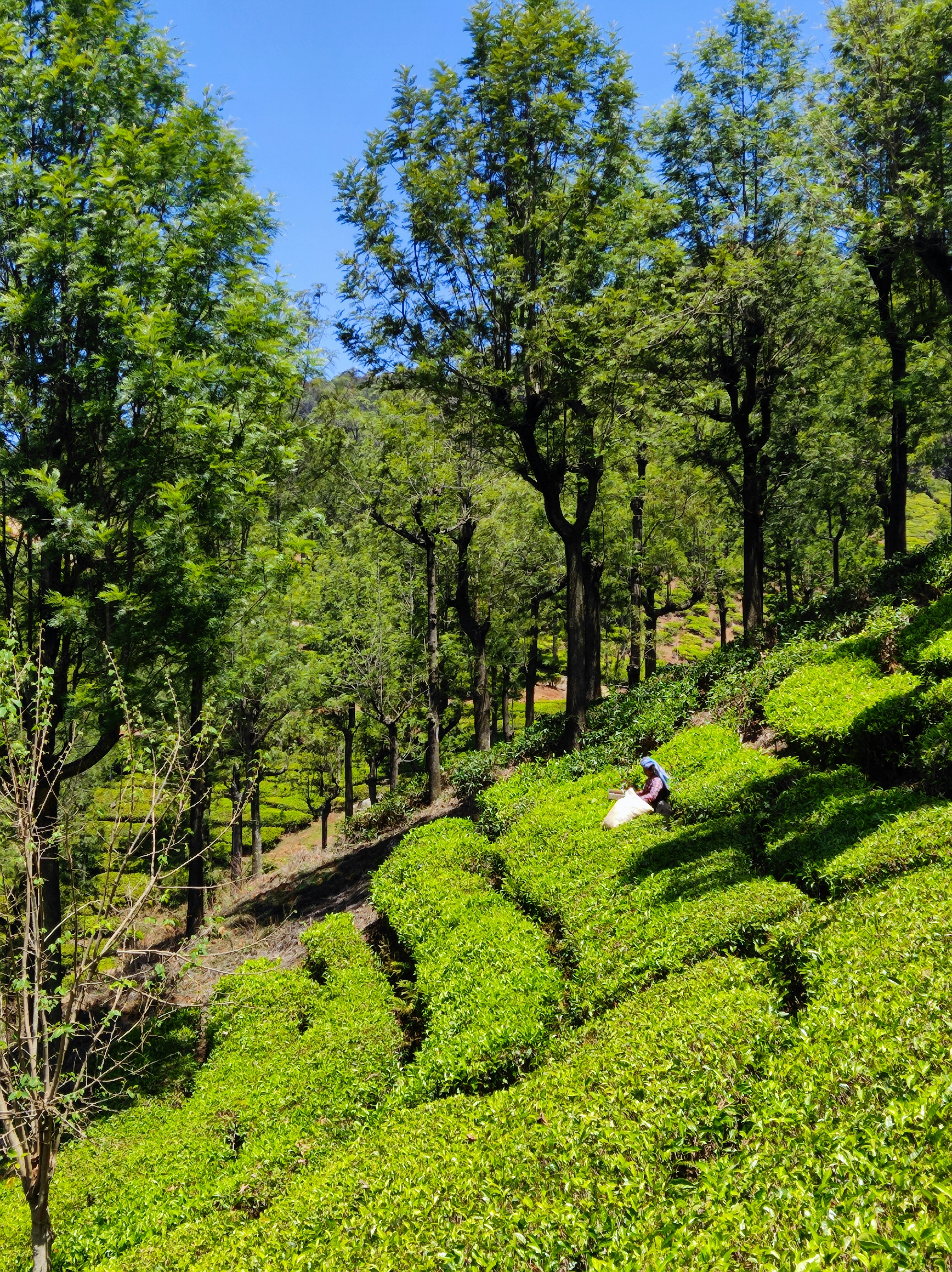 Tea plants grow on a lush, green hillside.