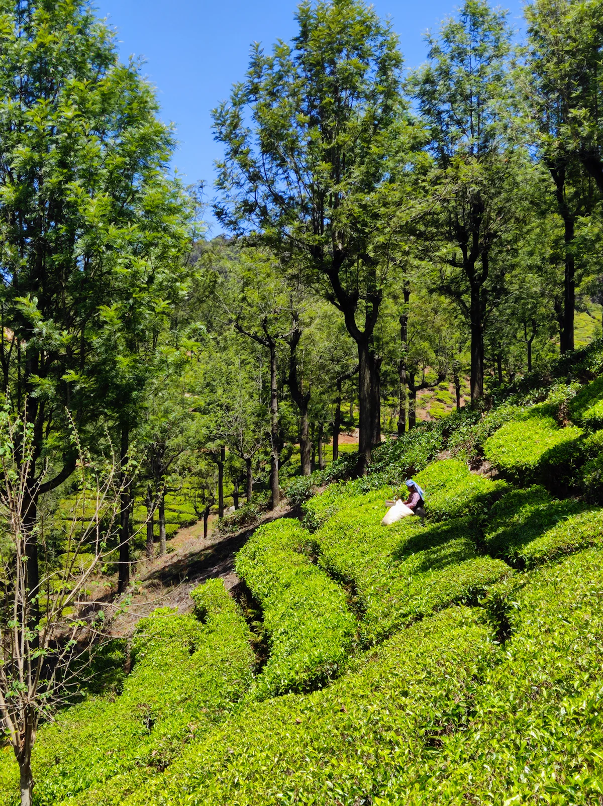 Darjeeling
