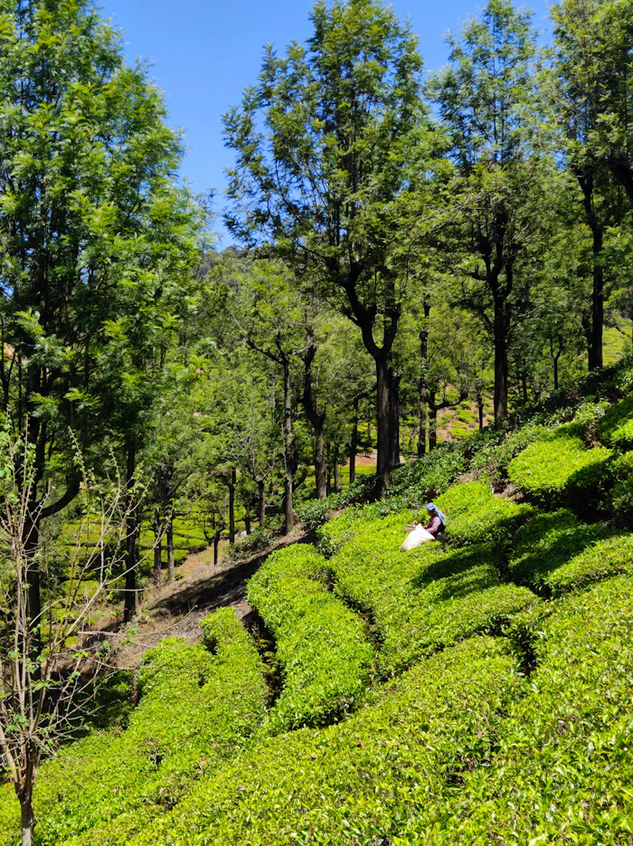 Gangtok & Darjeeling Hill Combo photo 3