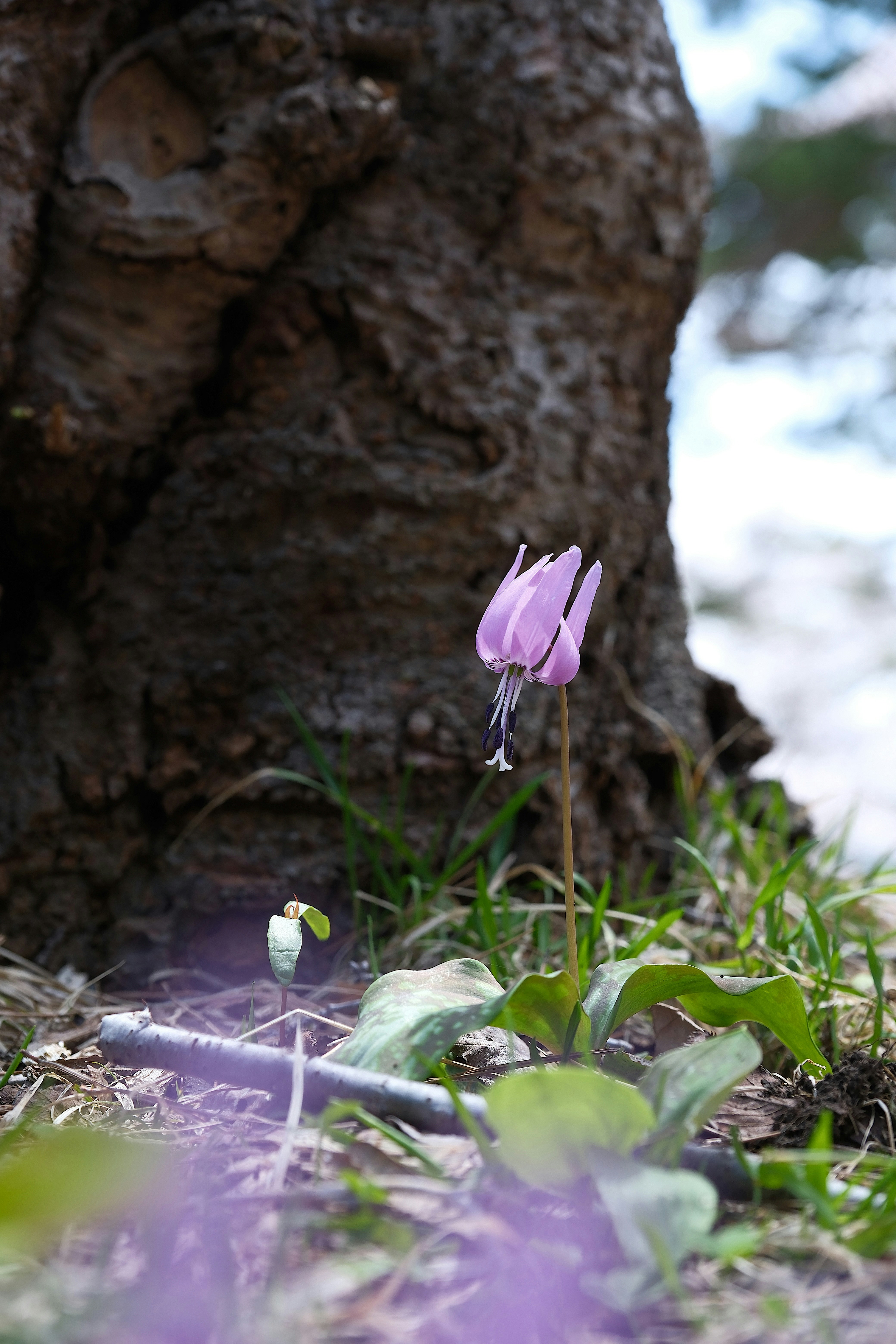 A pink flower grows near a tree.