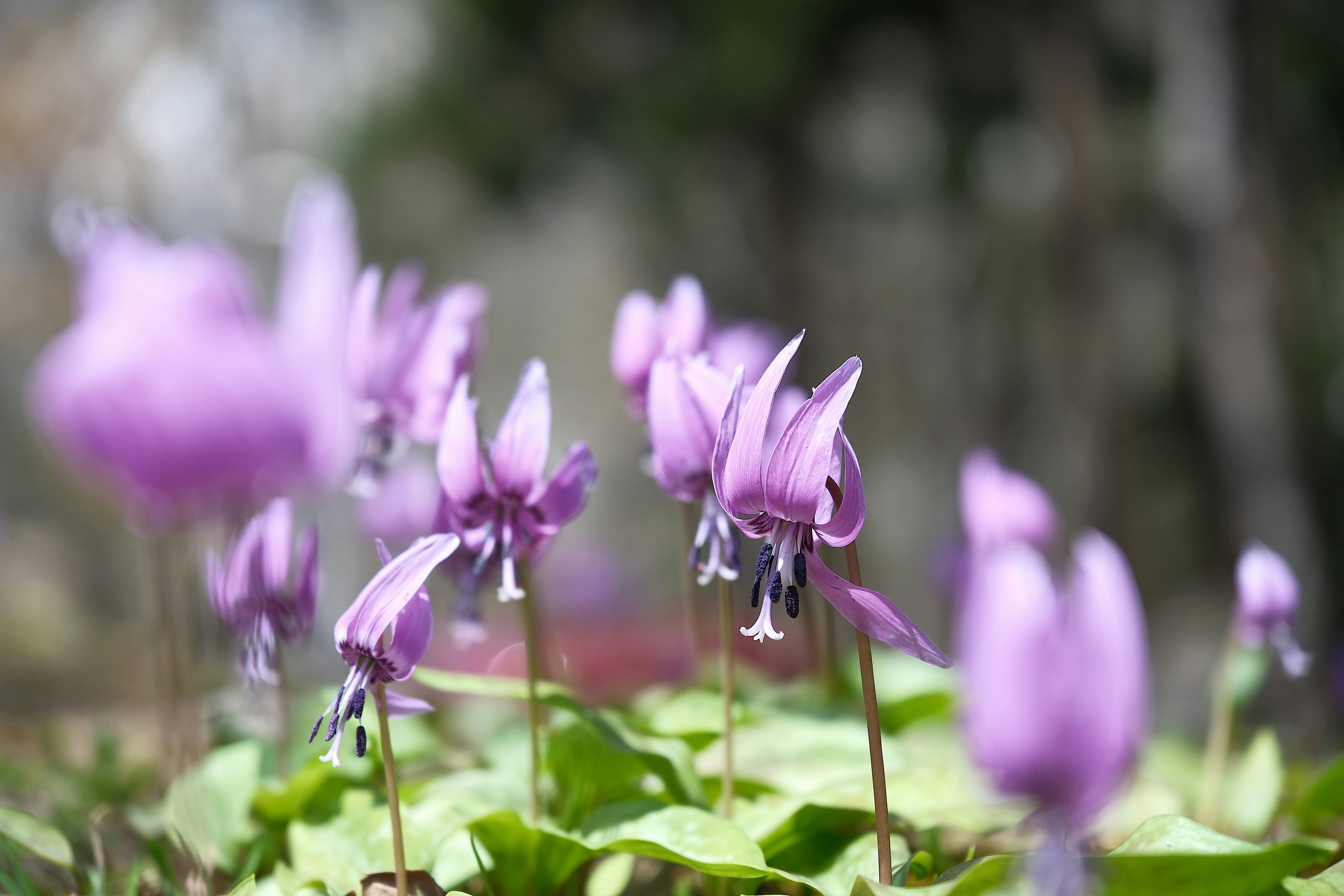 Purple flowers bloom amongst the greenery.