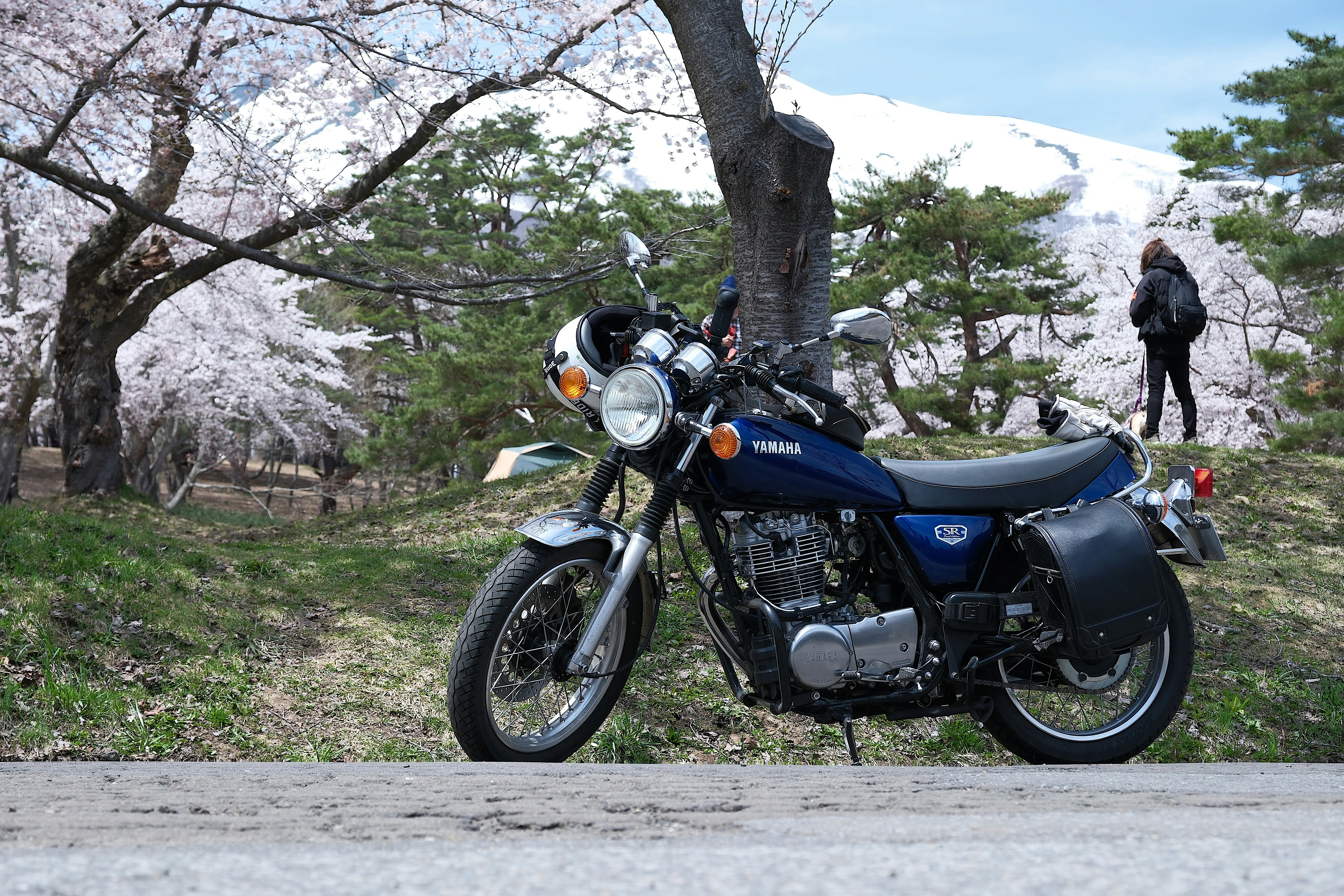 A motorcycle sits by a mountain and cherry blossoms.