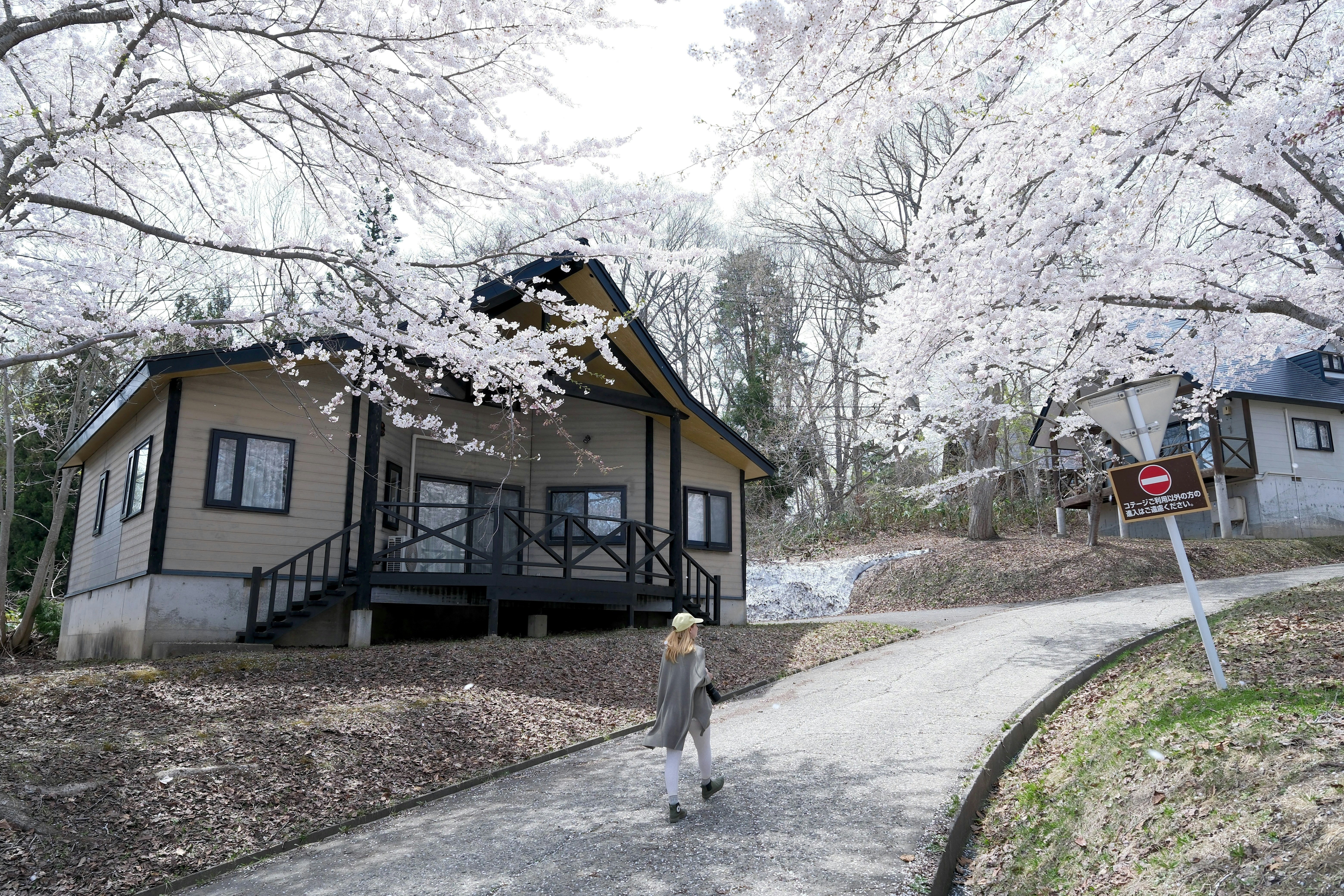 A woman walks towards a house amidst cherry blossoms.