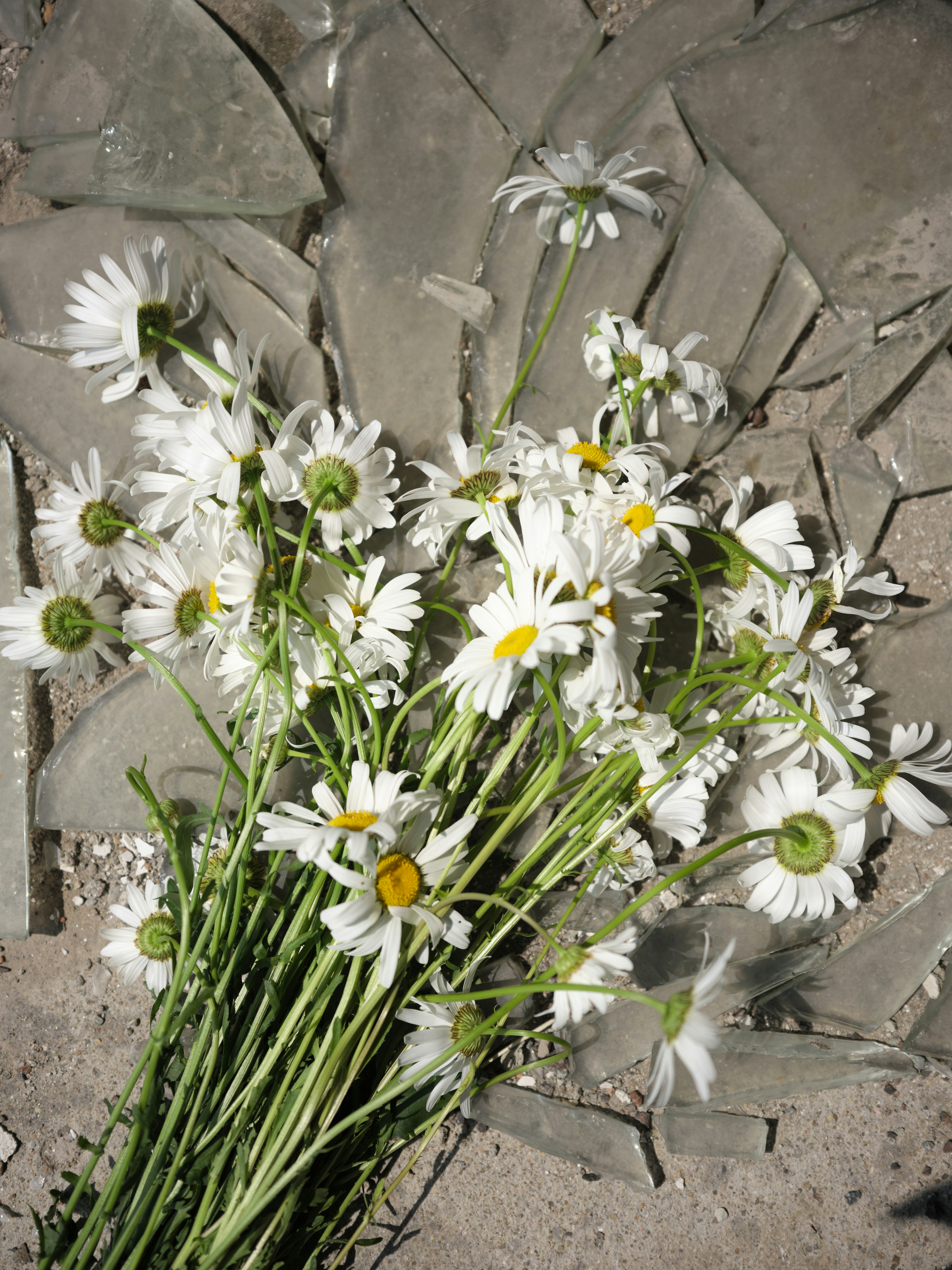 Daisies rest on a broken glass surface.