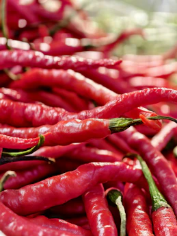 Pile of vibrant red chili peppers.