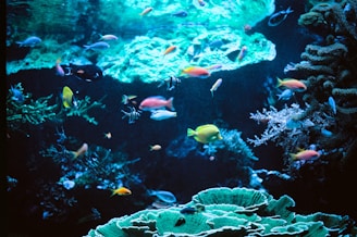 Colorful fish swim amongst coral reefs underwater.