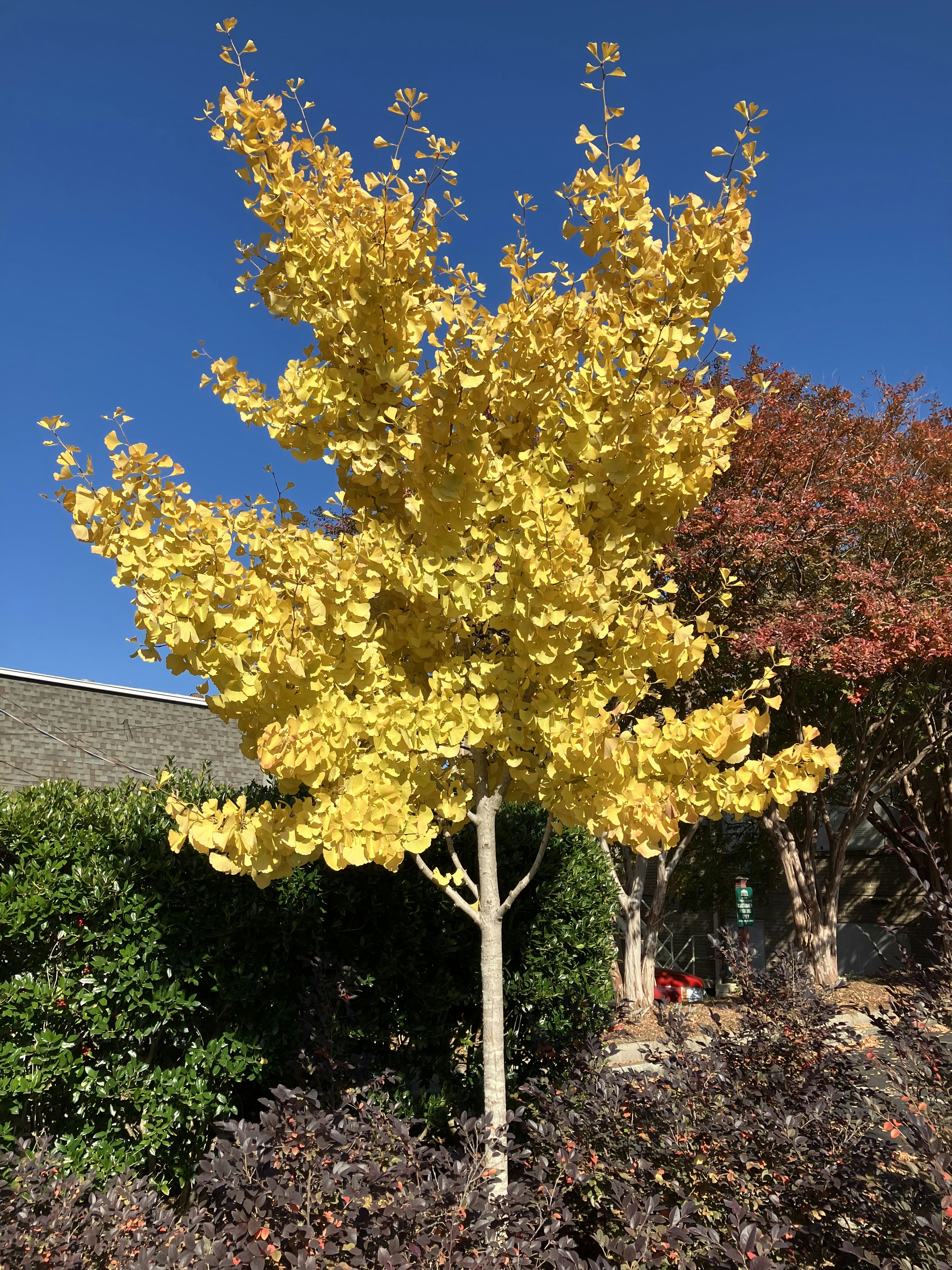 A tree displays vibrant yellow autumn foliage. photo – Free Outdoor ...
