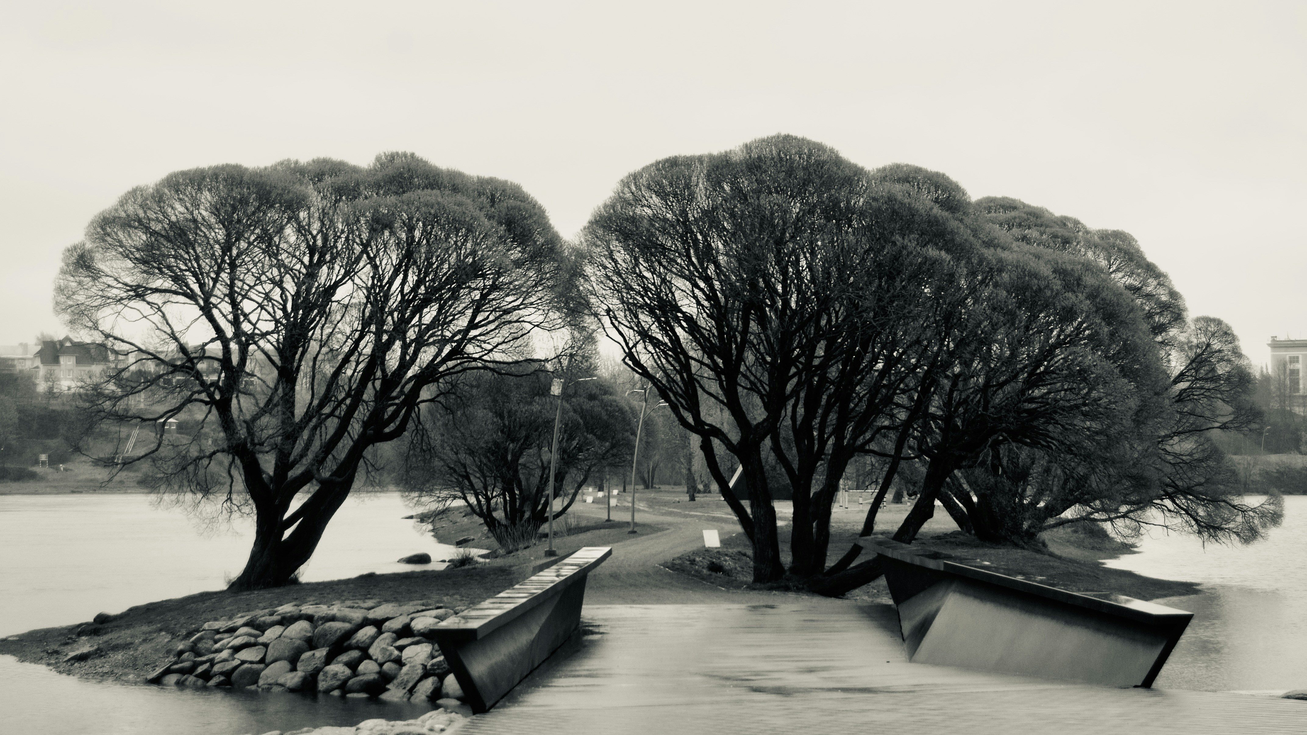 Árboles y un camino en un paisaje inundado.