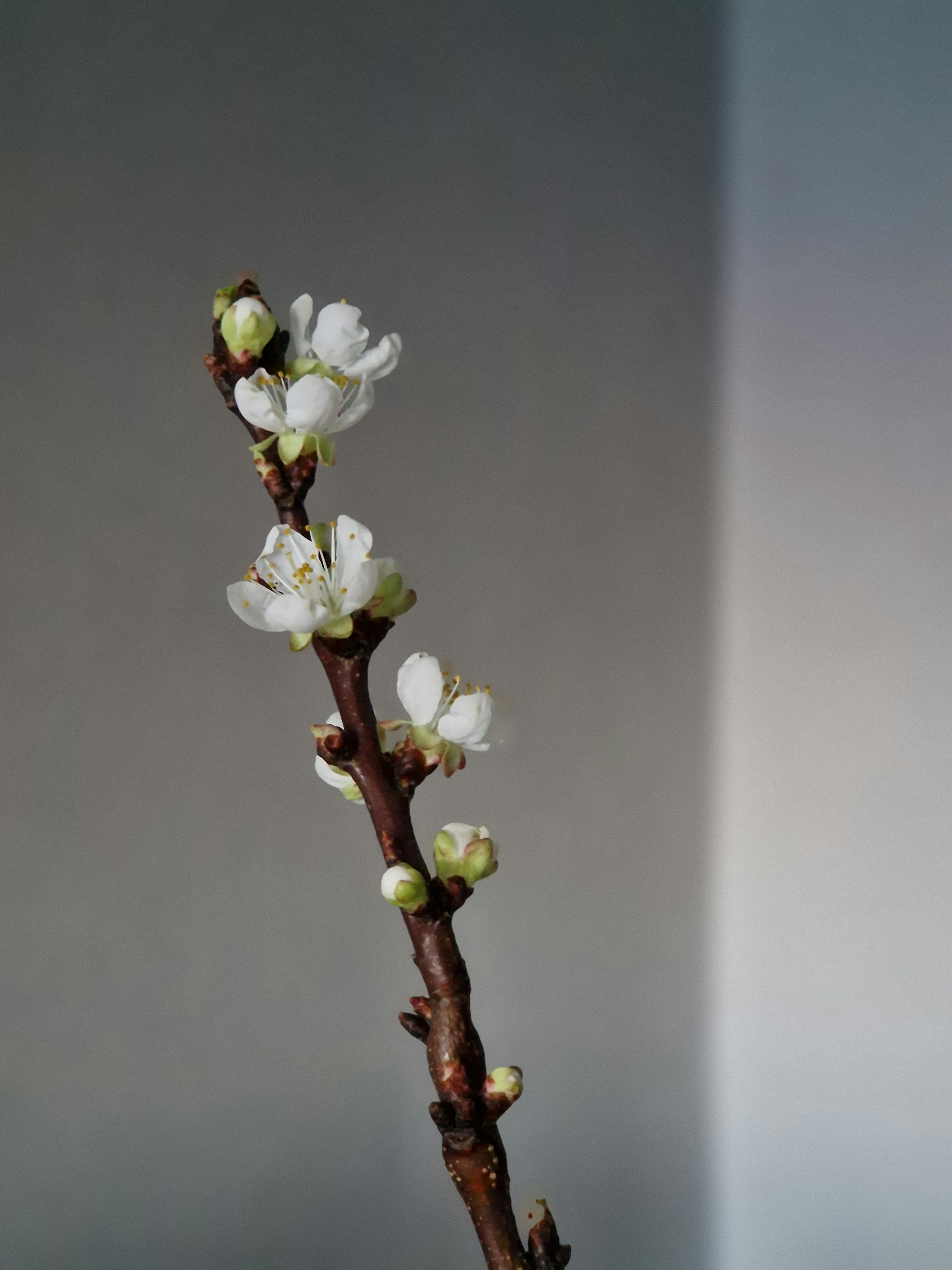 Photo by dmushtaieva