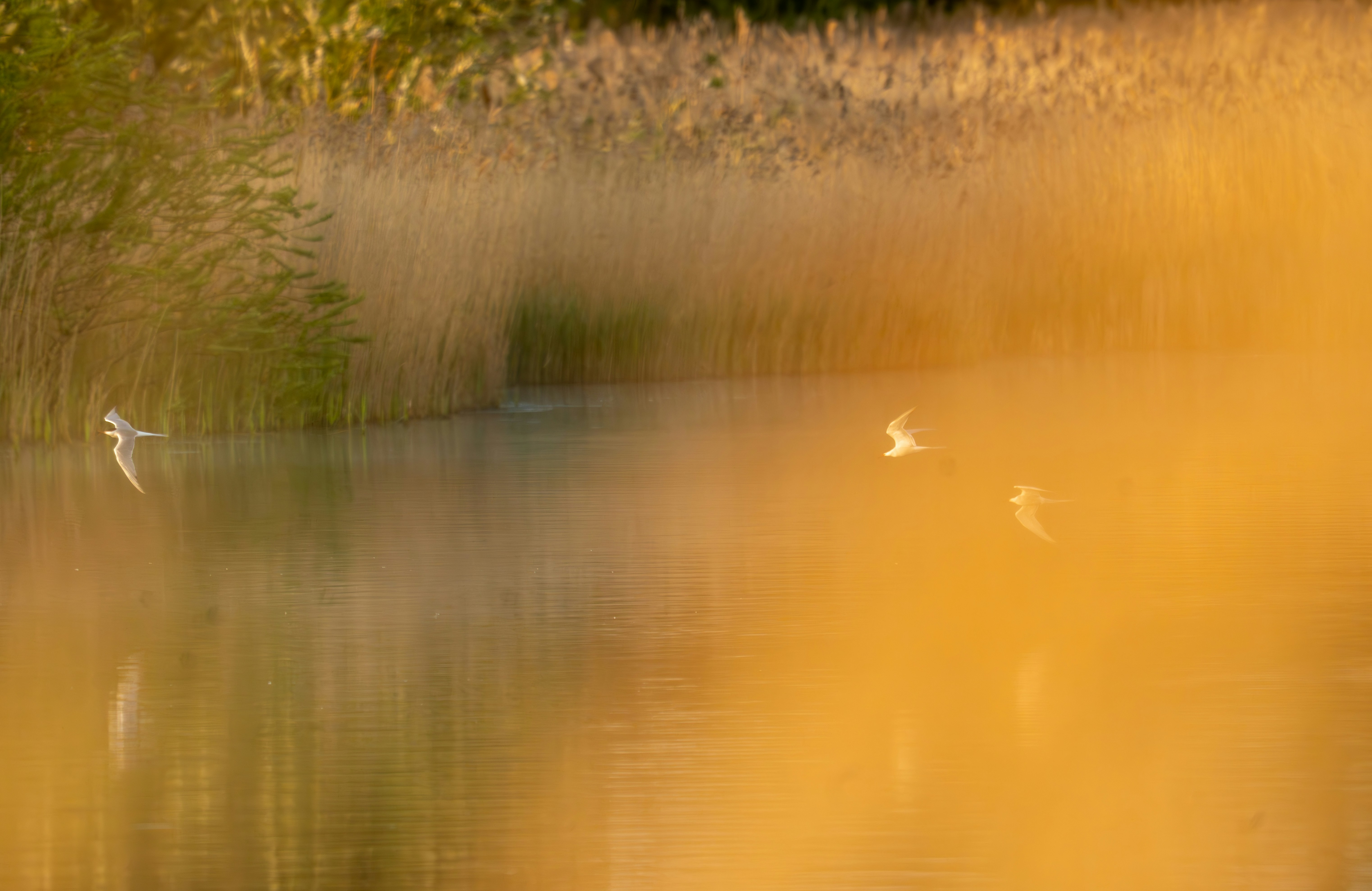 Photo by paul_longhurst